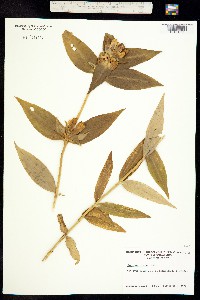 Image of Gentiana clausa