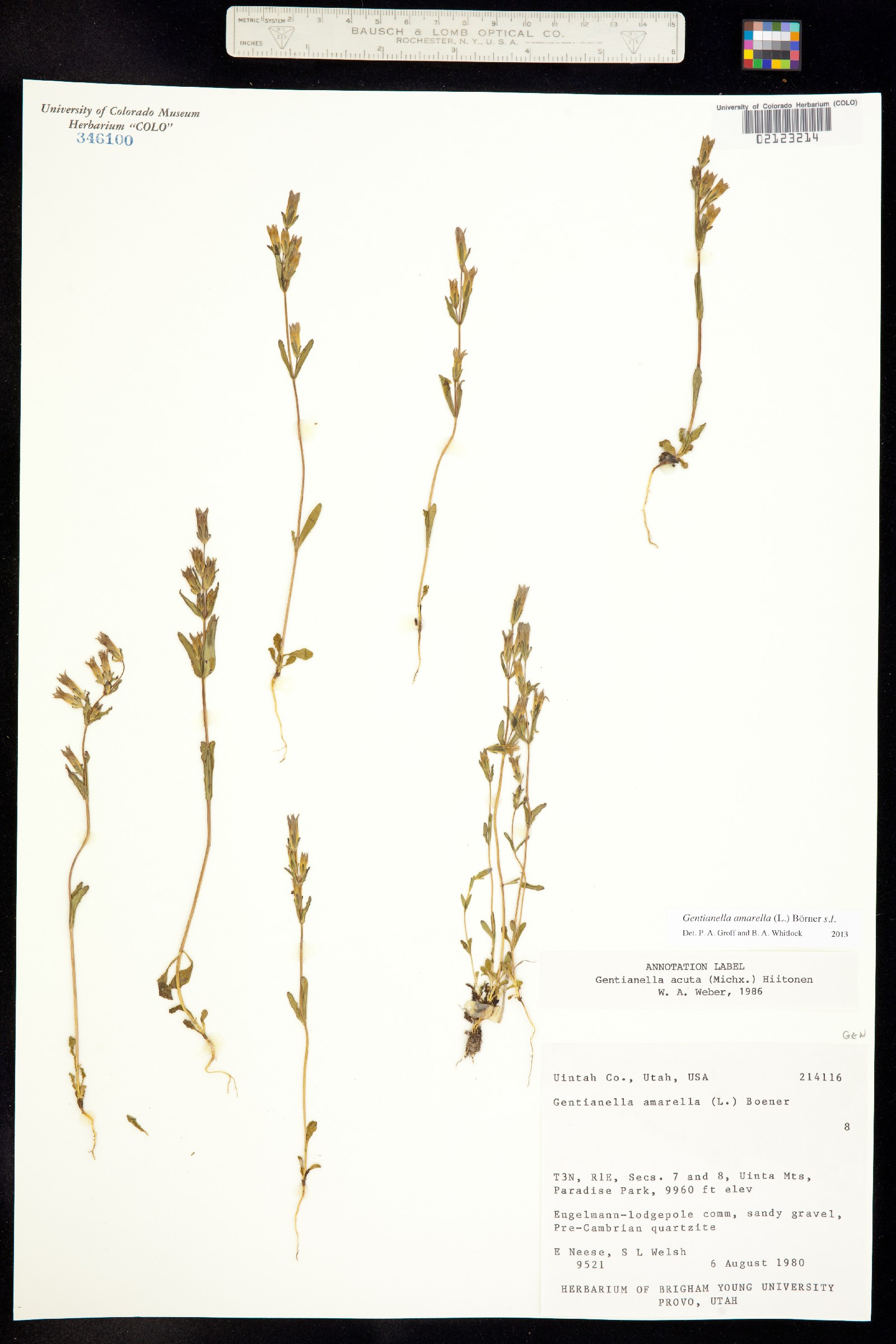 Gentianella amarella image