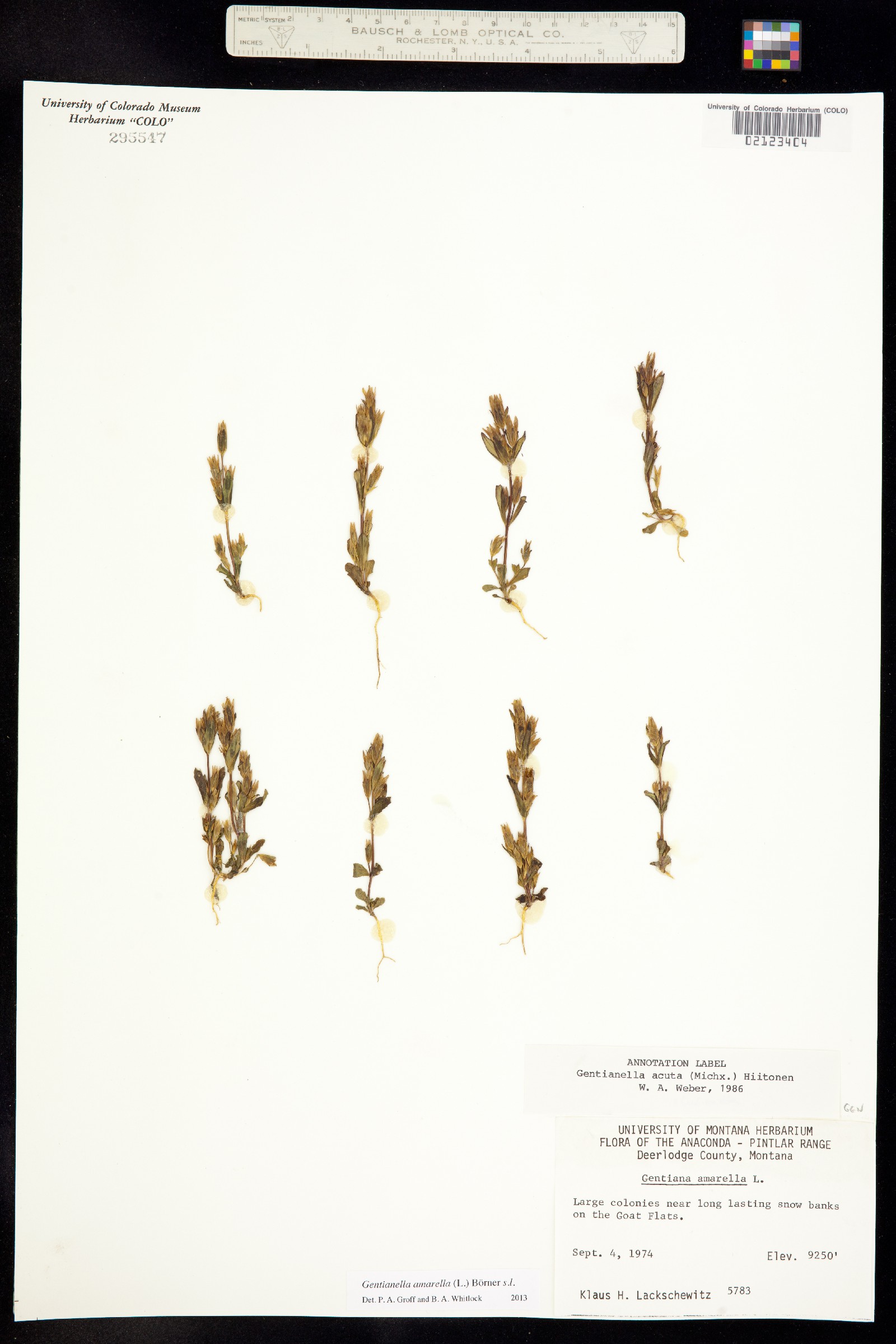 Gentianella amarella ssp. acuta image