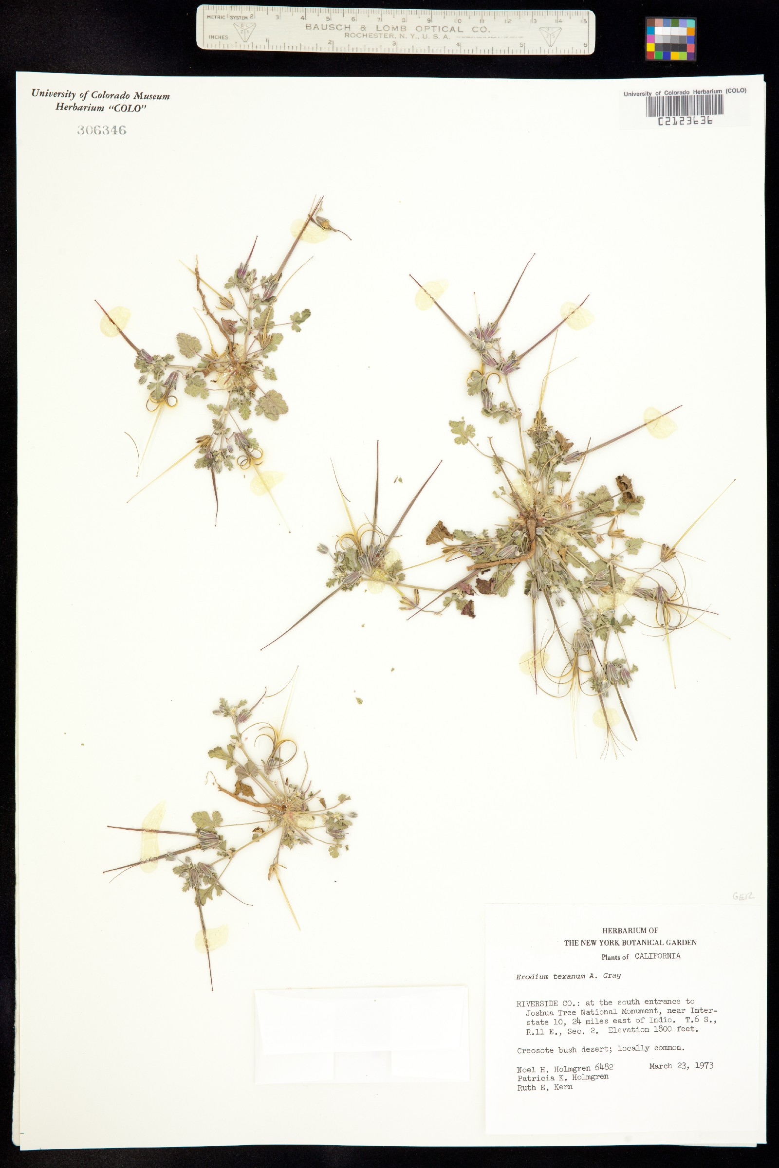 Erodium texanum image