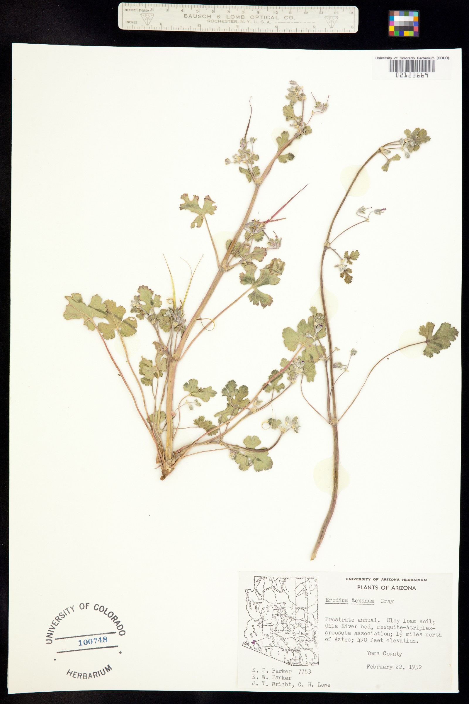 Erodium texanum image