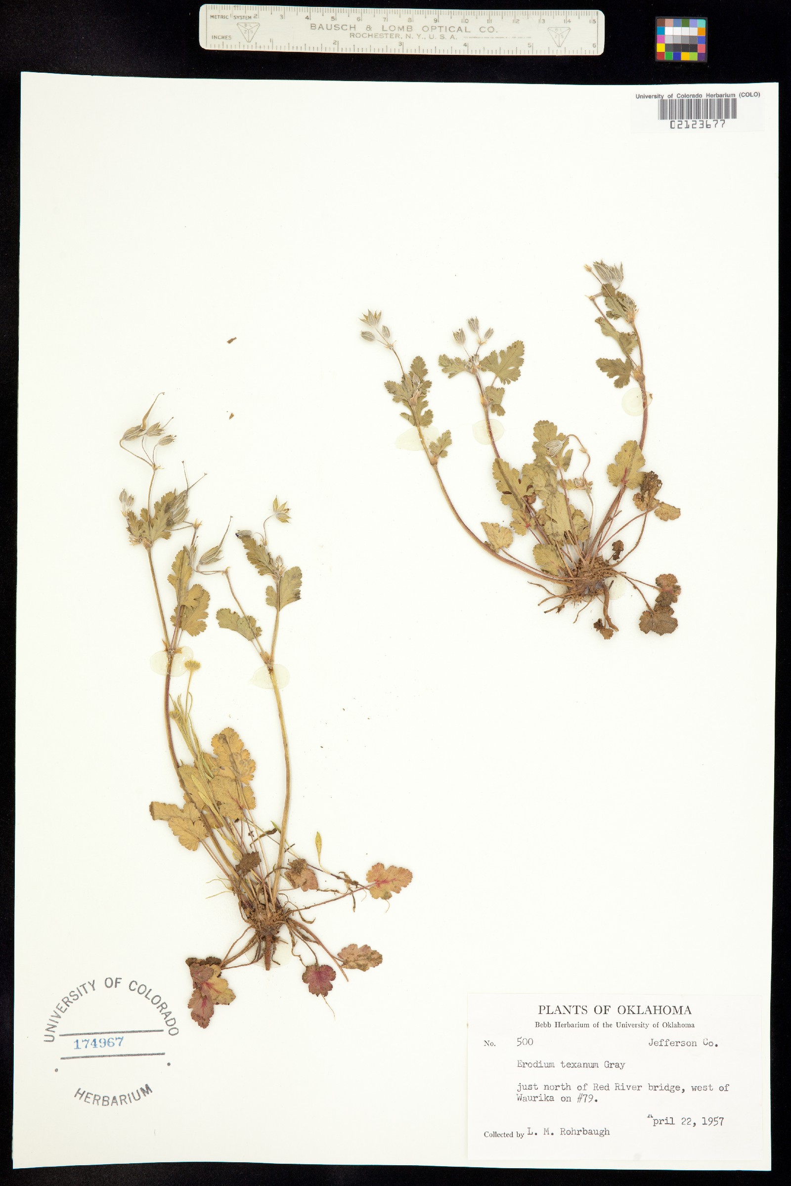 Erodium texanum image