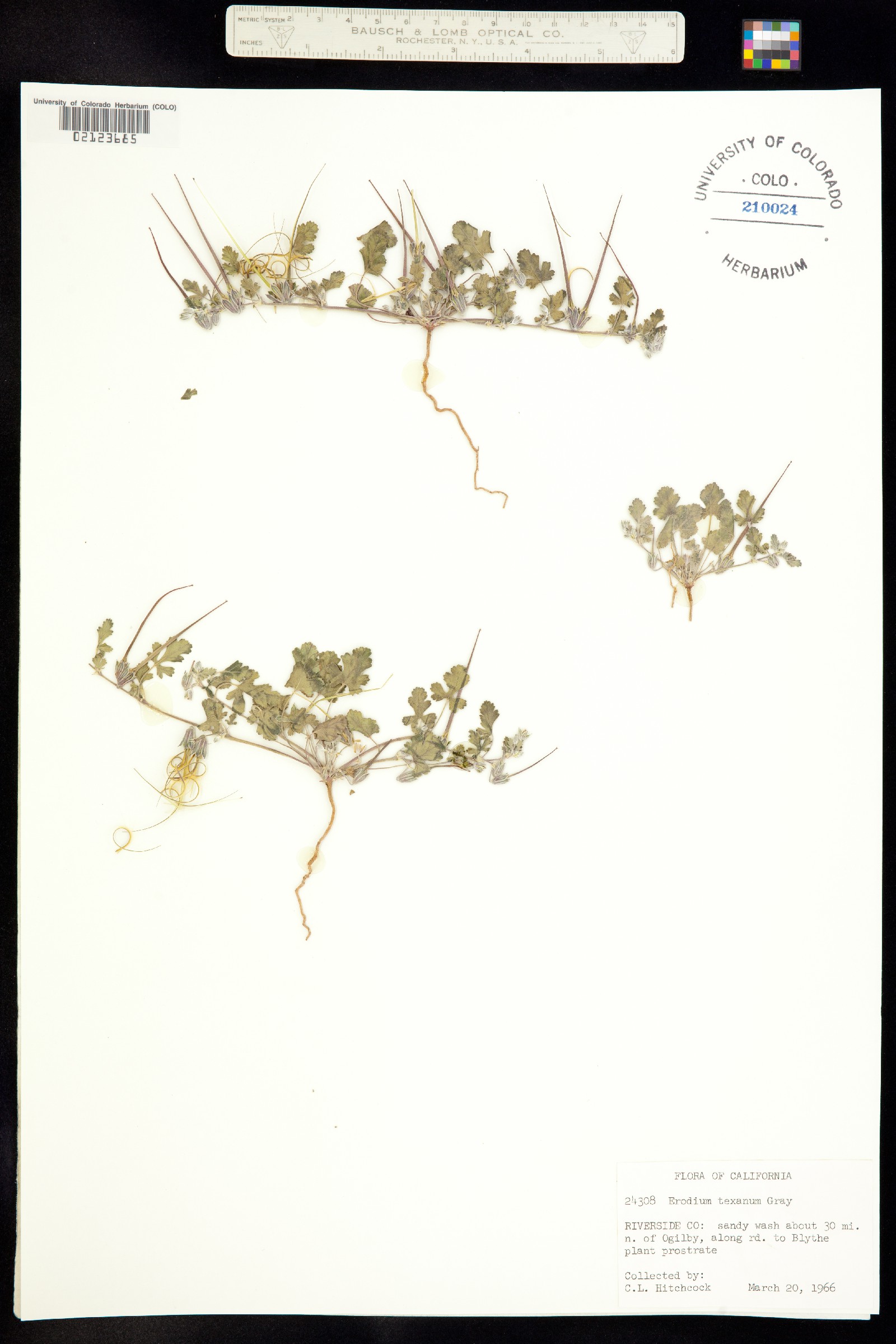 Erodium texanum image