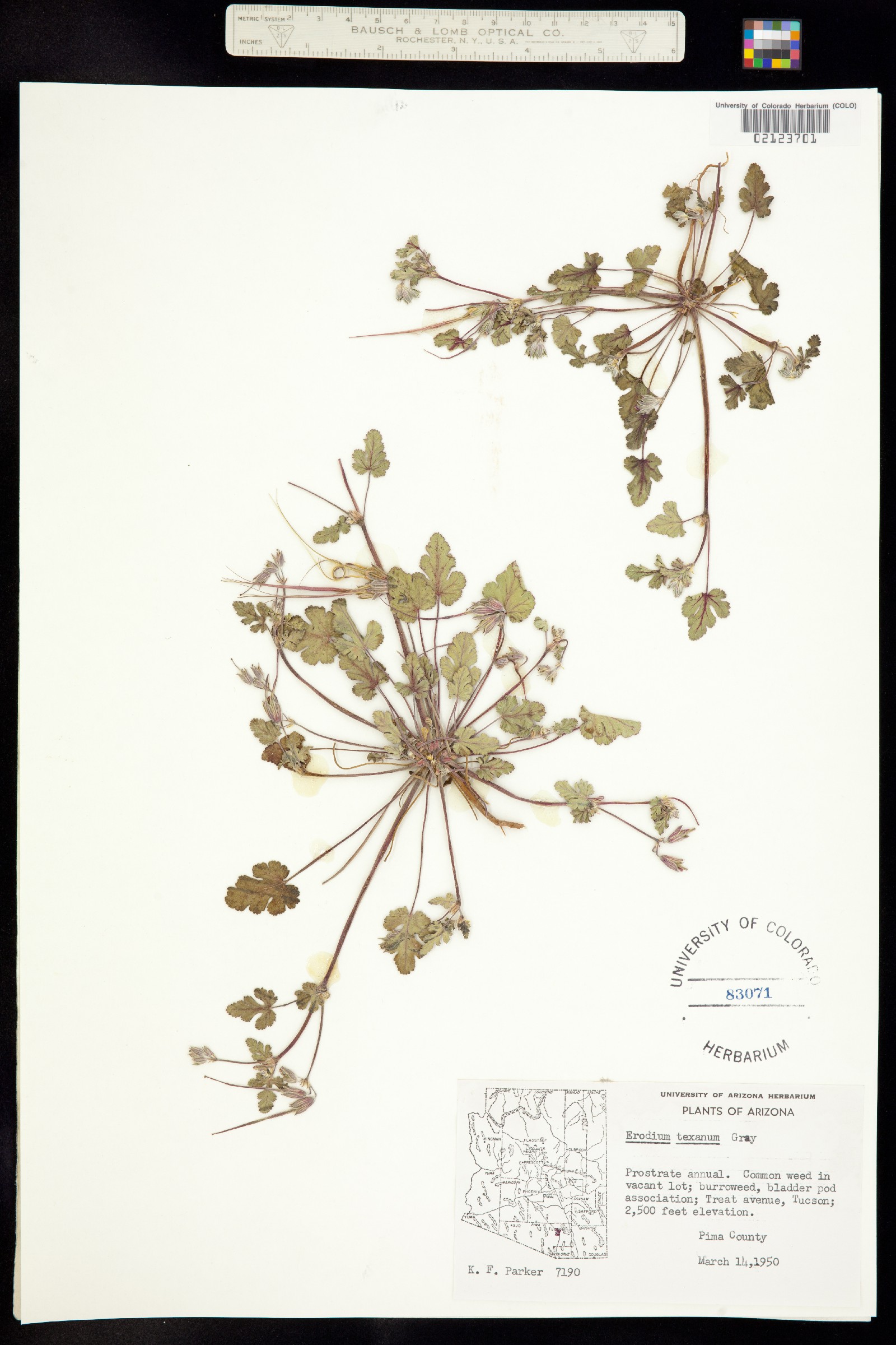 Erodium image