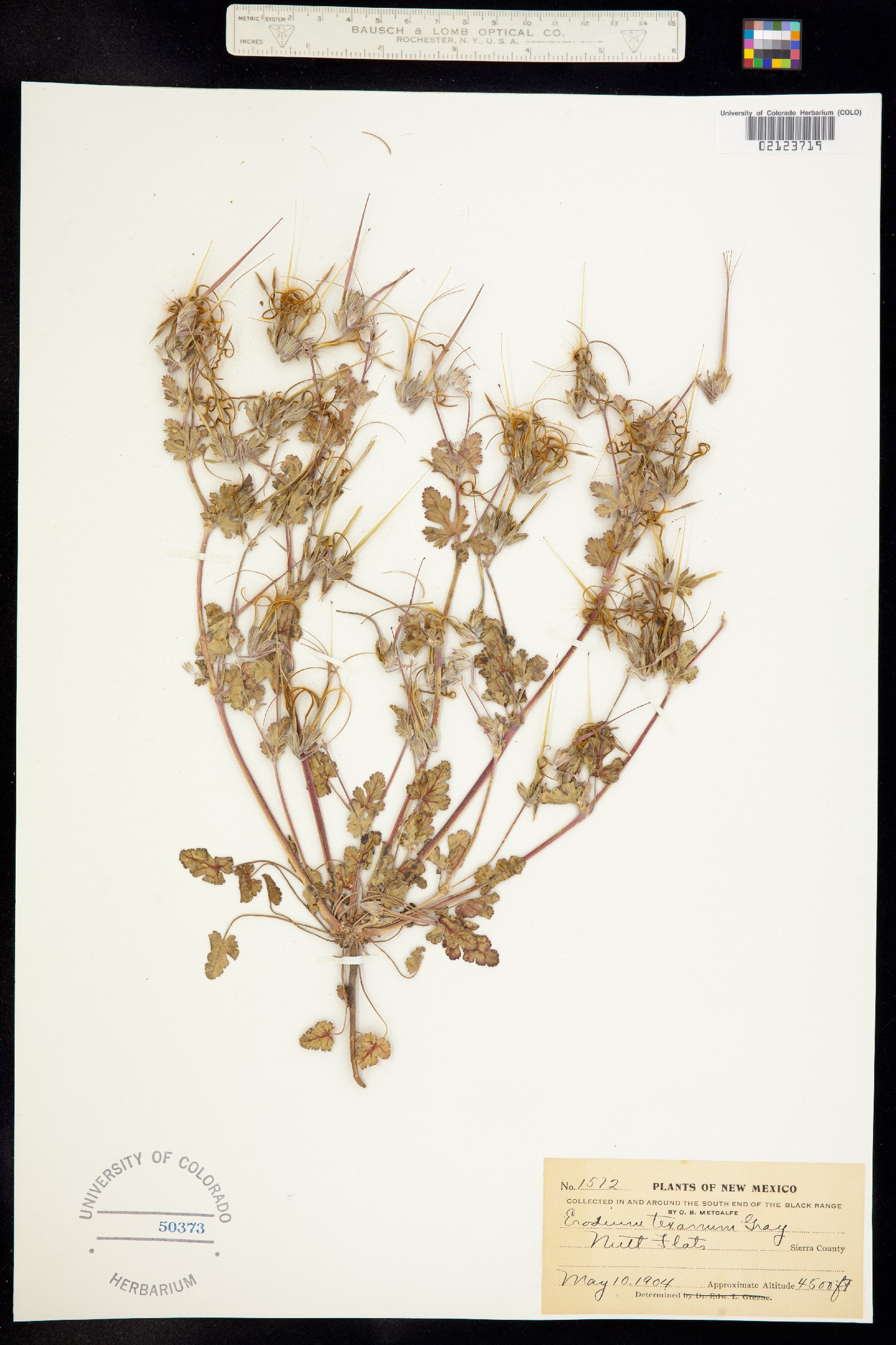 Erodium texanum image