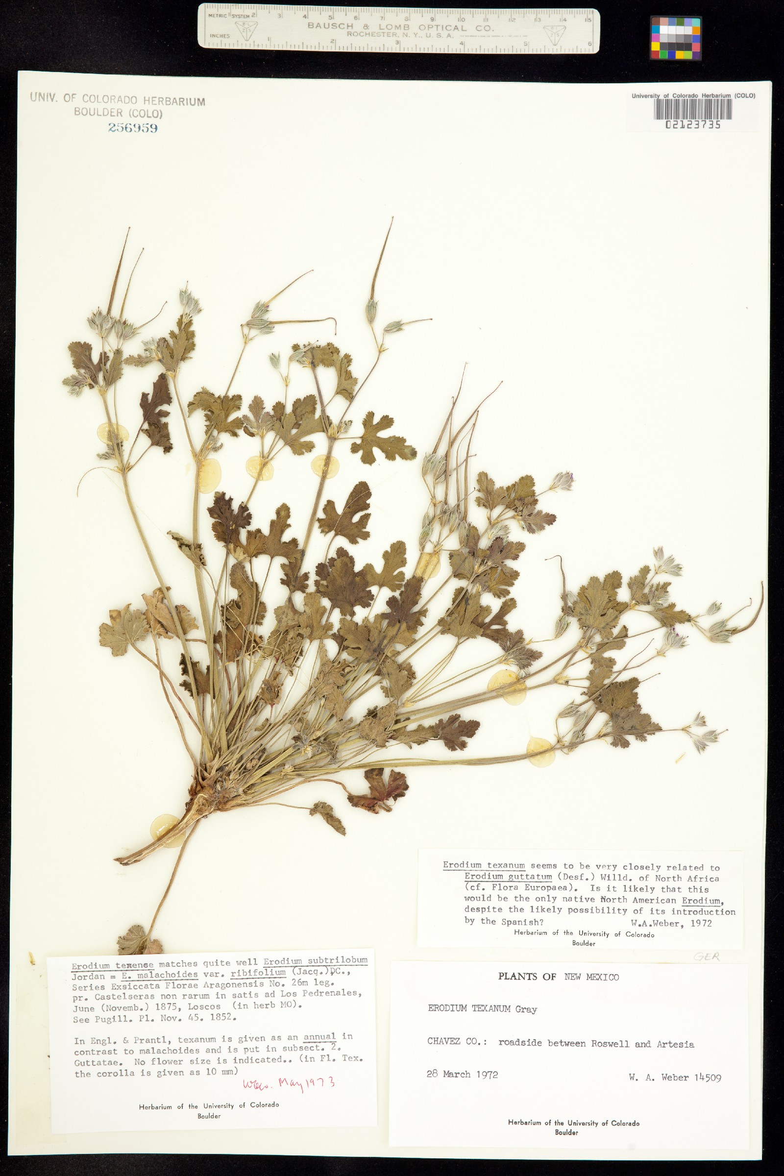 Erodium texanum image