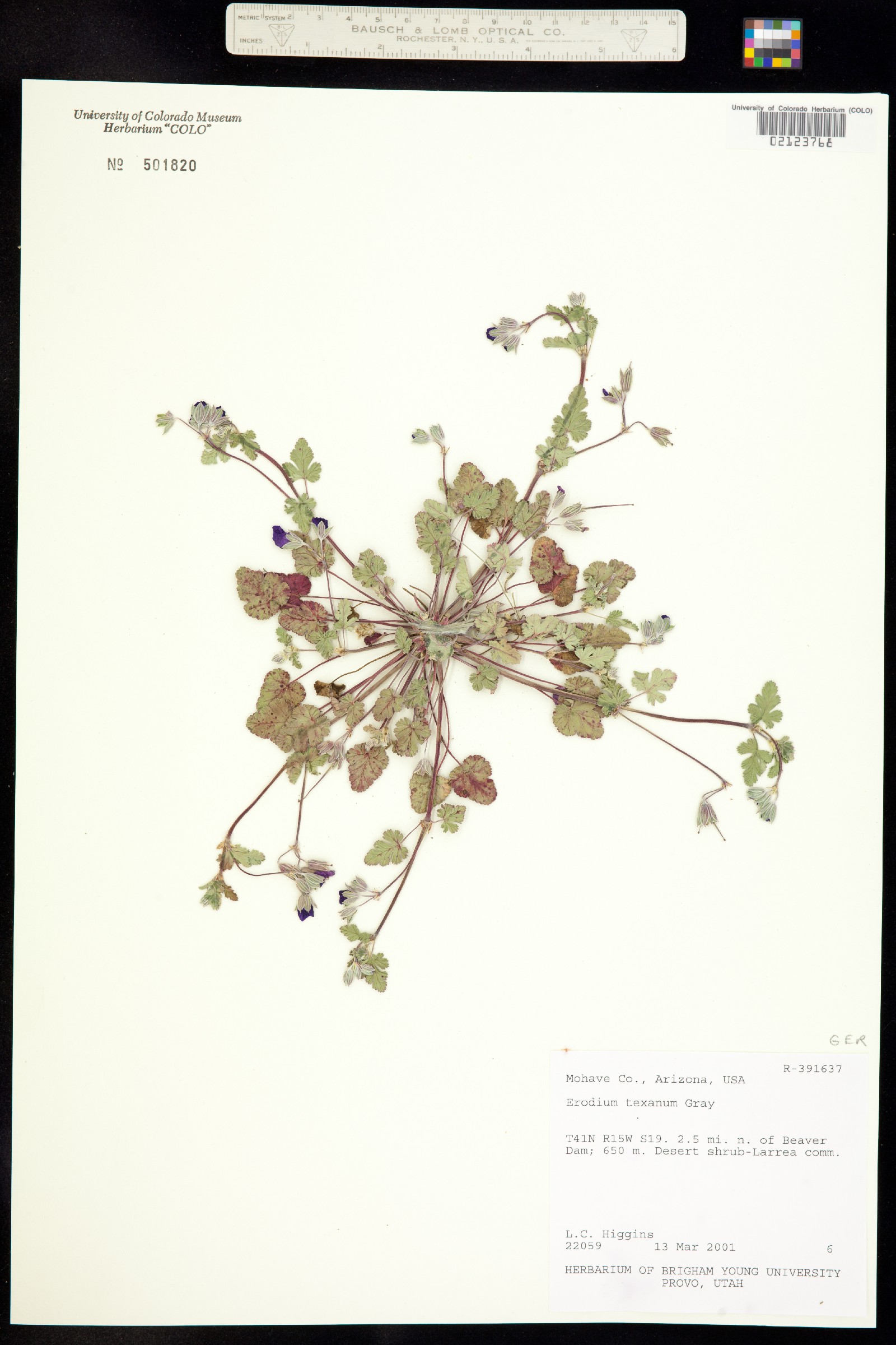 Erodium texanum image