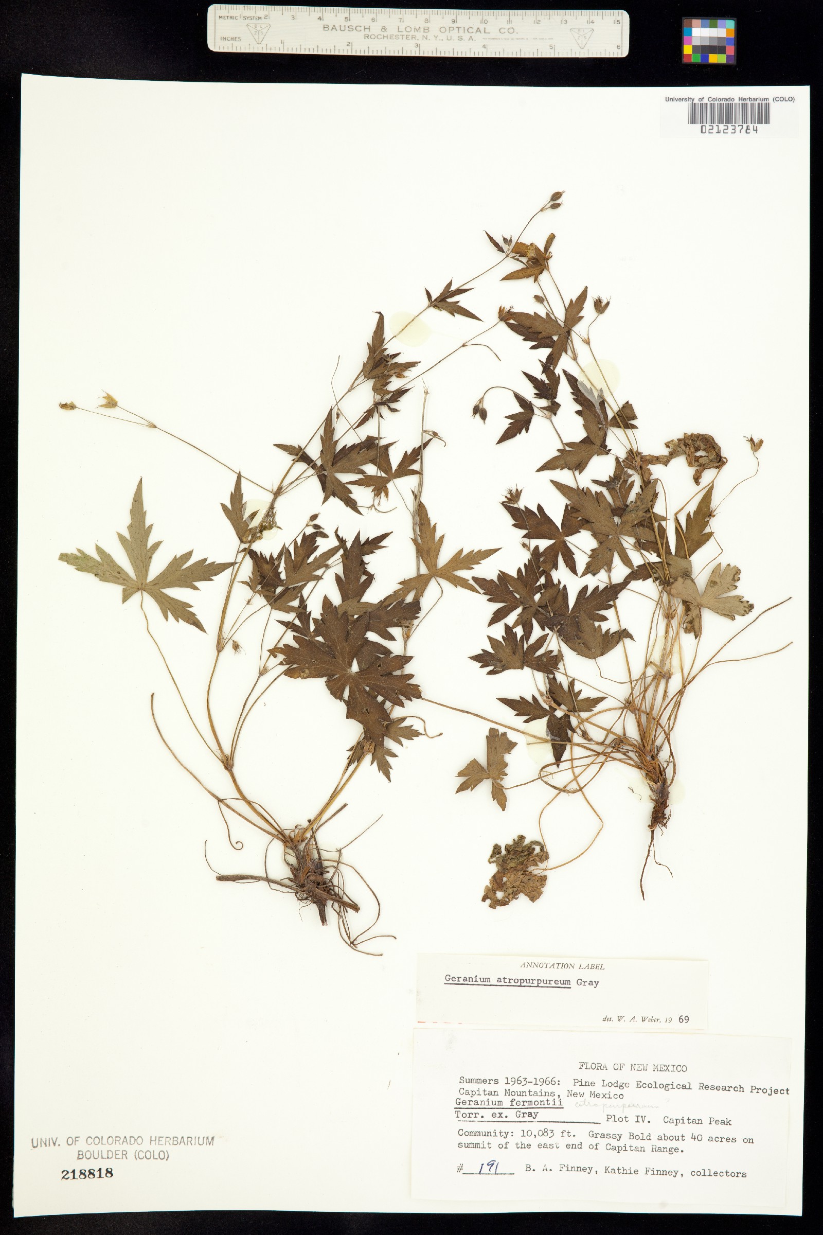 Geranium caespitosum image
