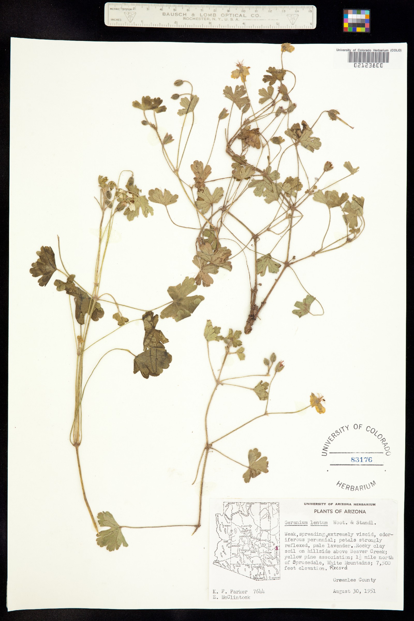 Geranium caespitosum image