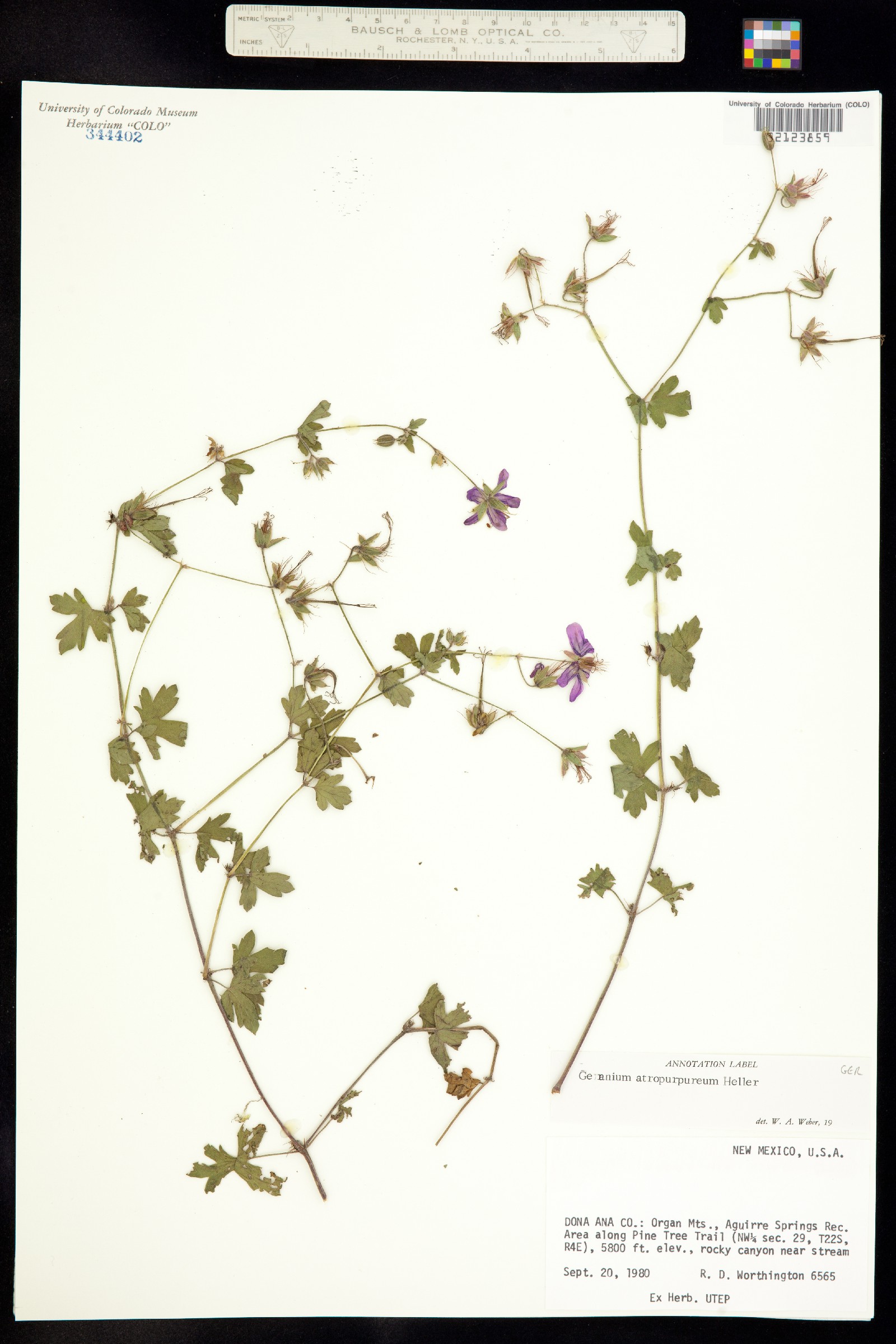 Geranium caespitosum image