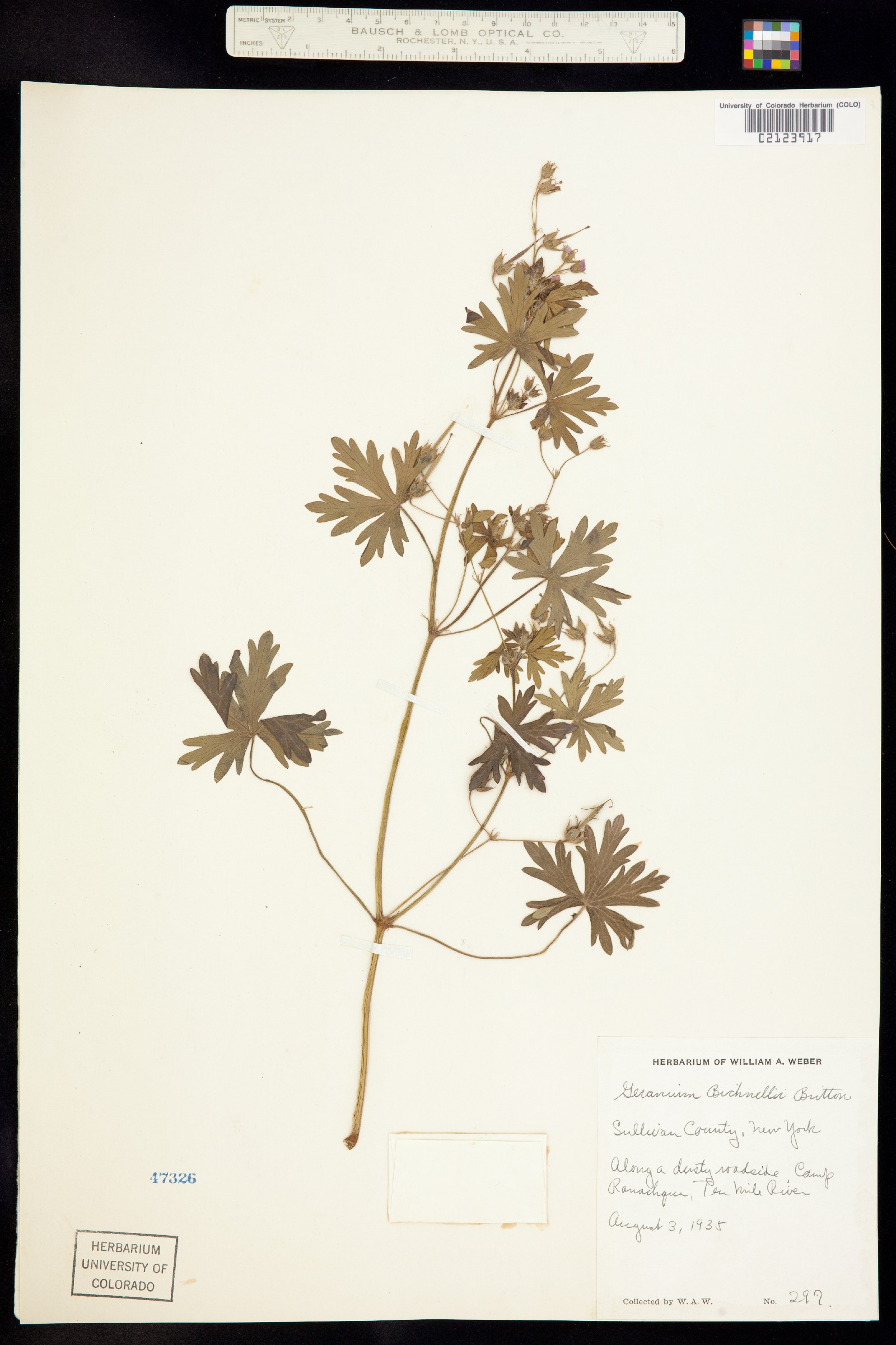 Geranium bicknellii image