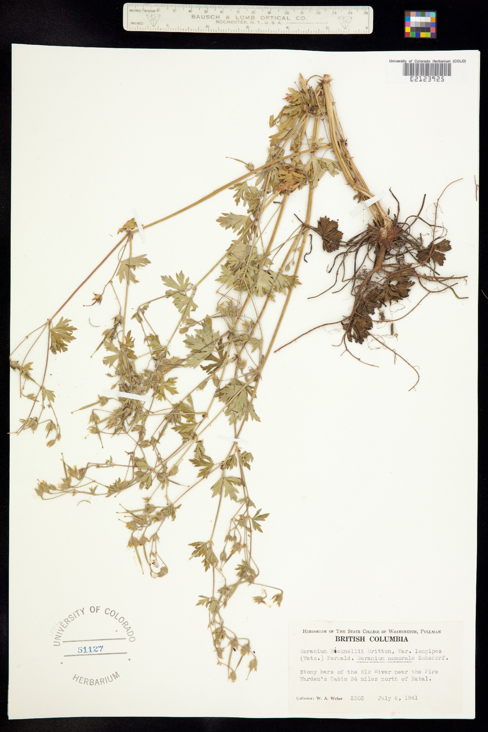 Geranium bicknellii image