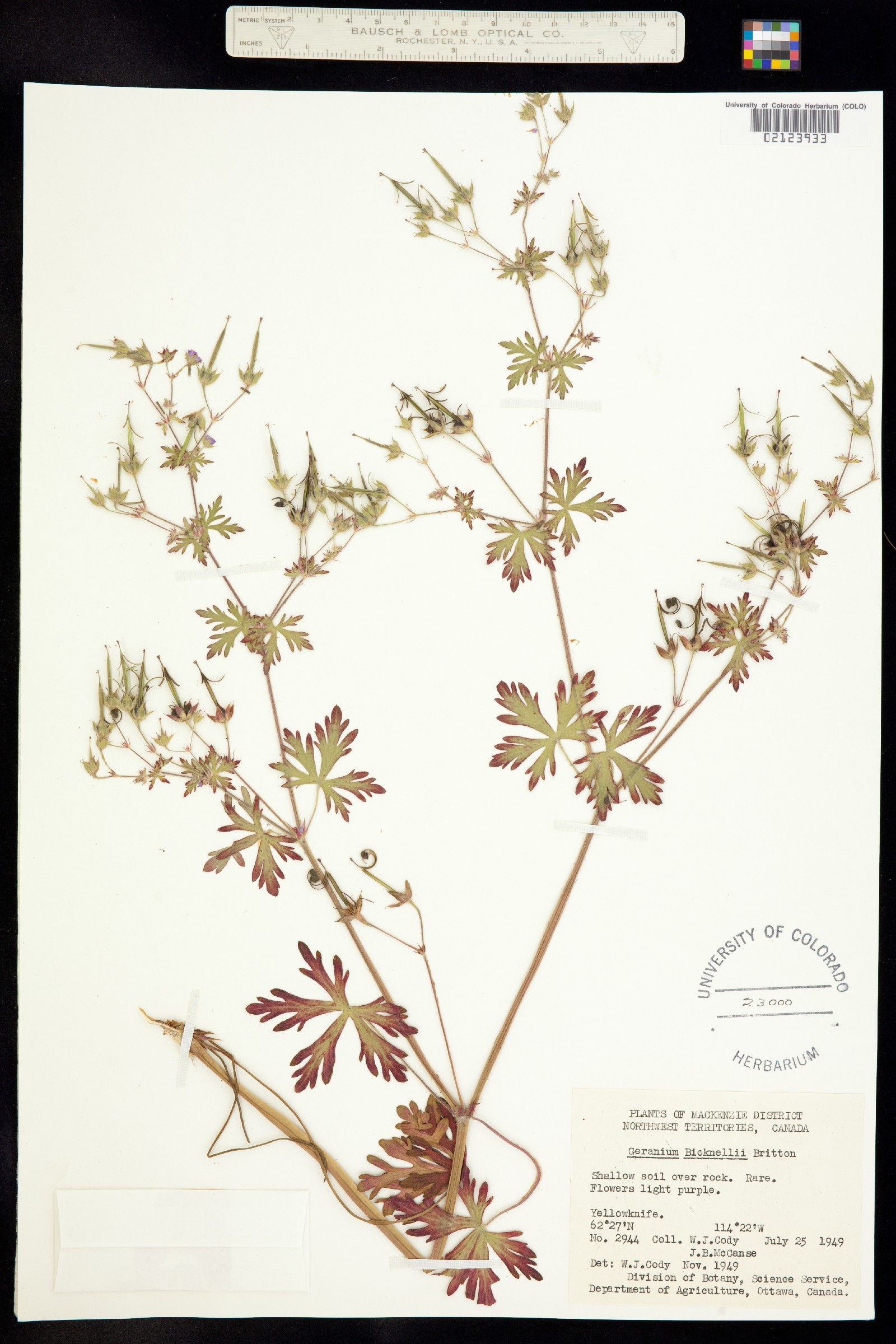 Geranium bicknellii image