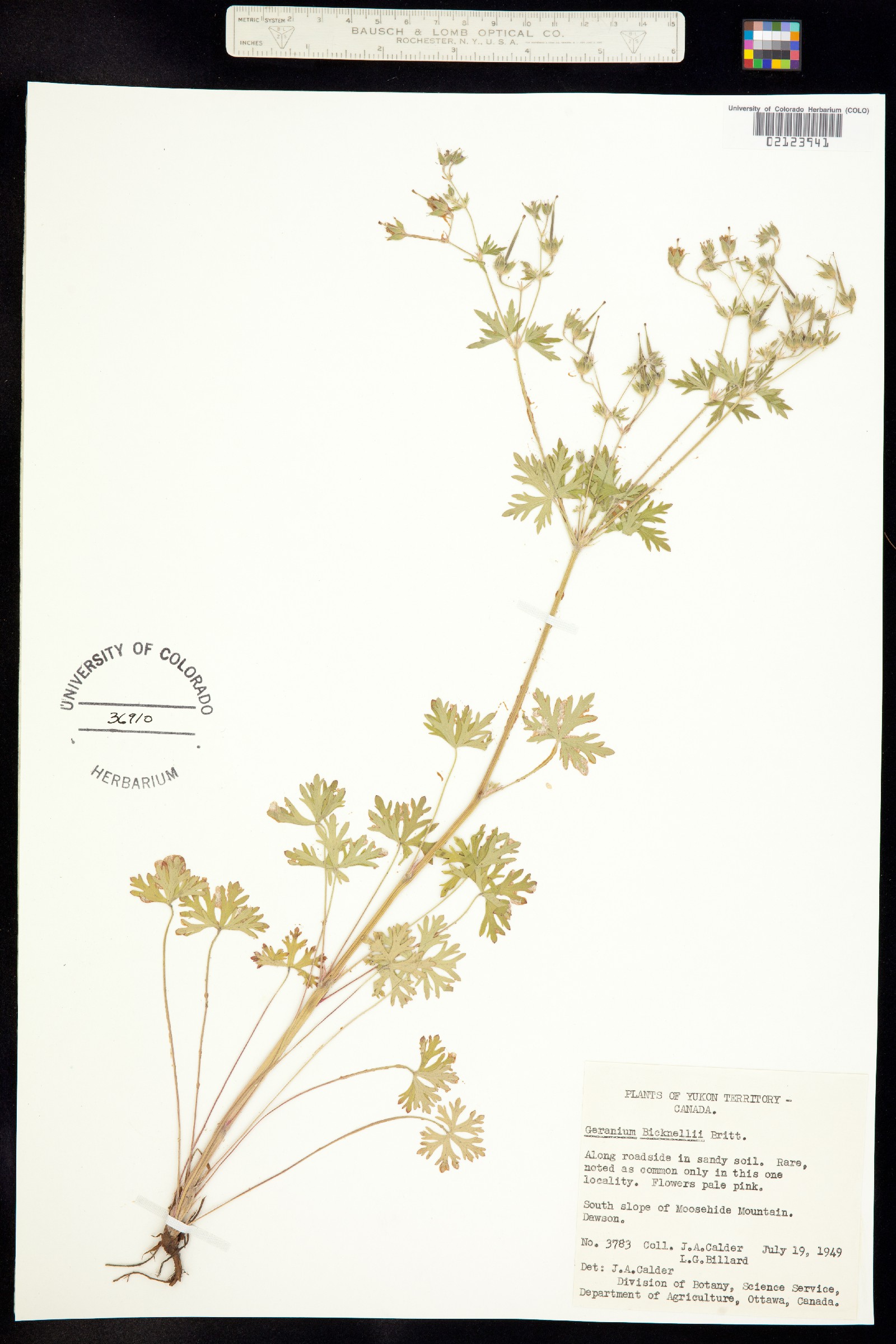 Geranium bicknellii image