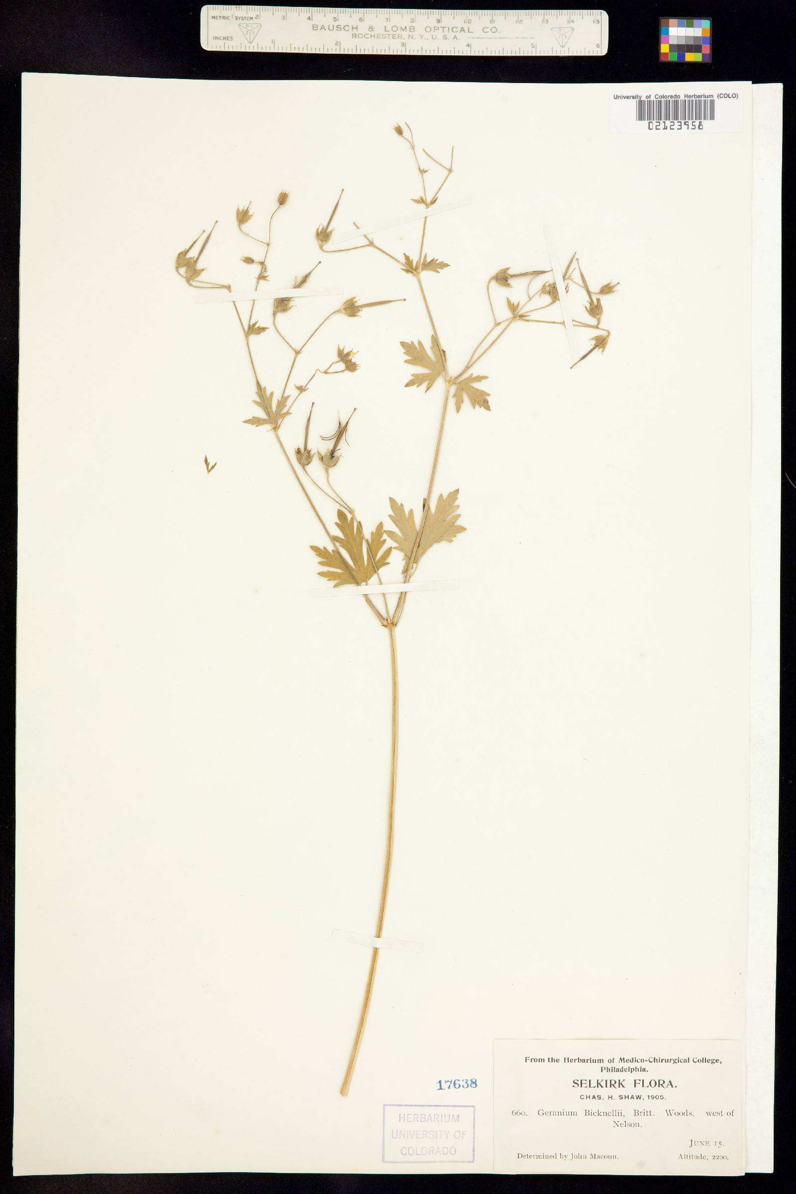 Geranium bicknellii image