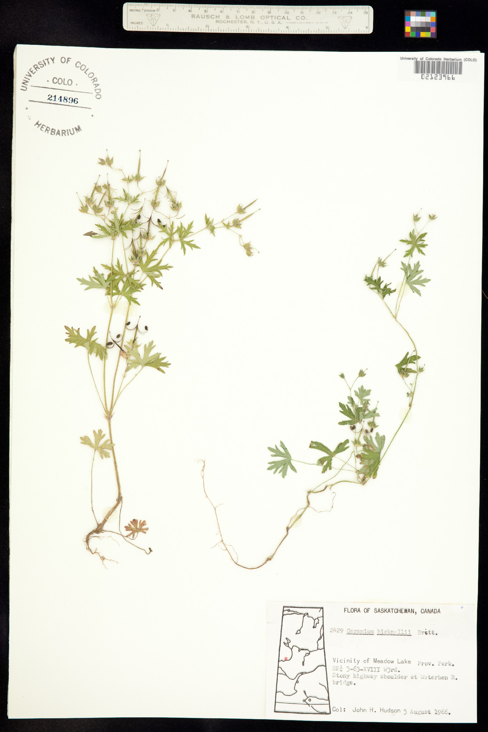 Geranium bicknellii image