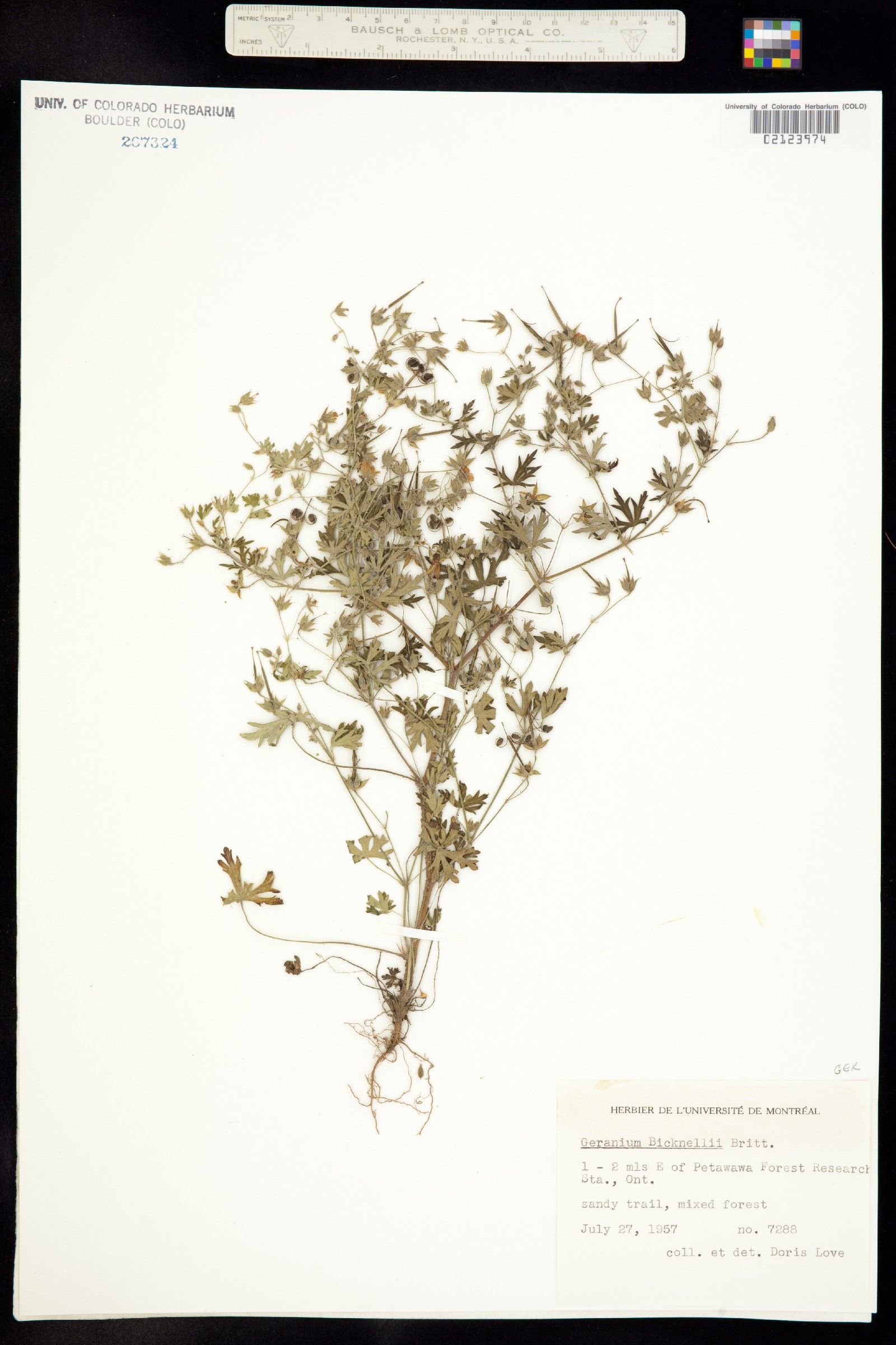 Geranium bicknellii image