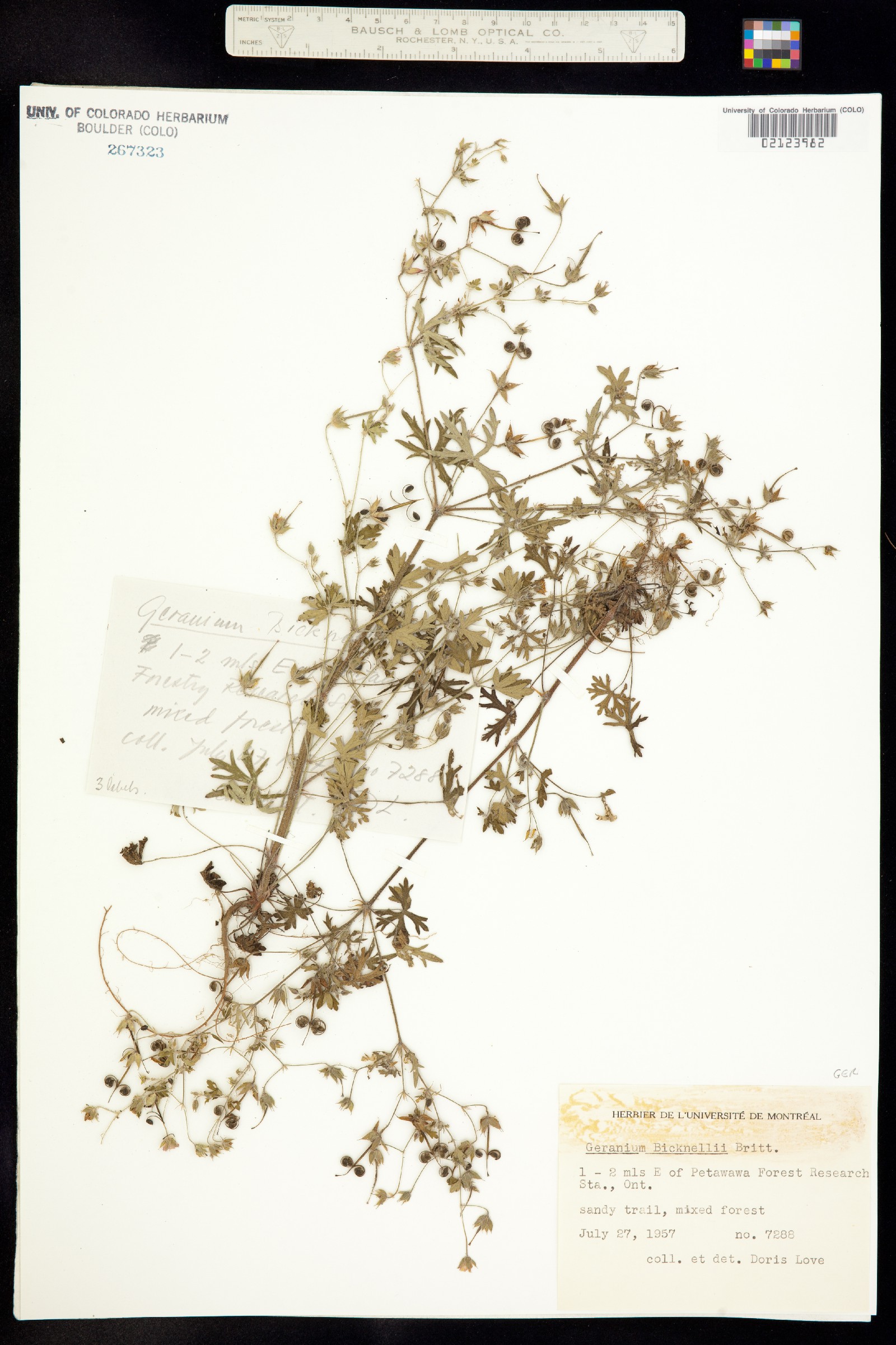 Geranium bicknellii image