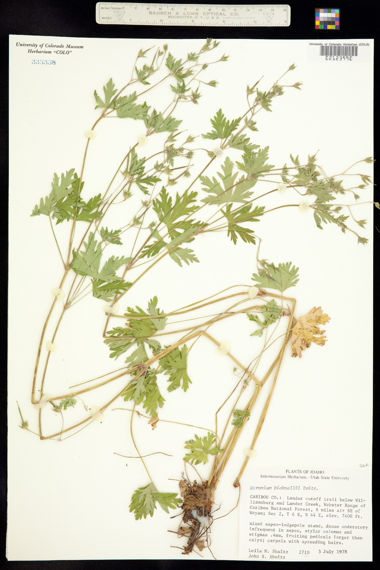 Geranium bicknellii image