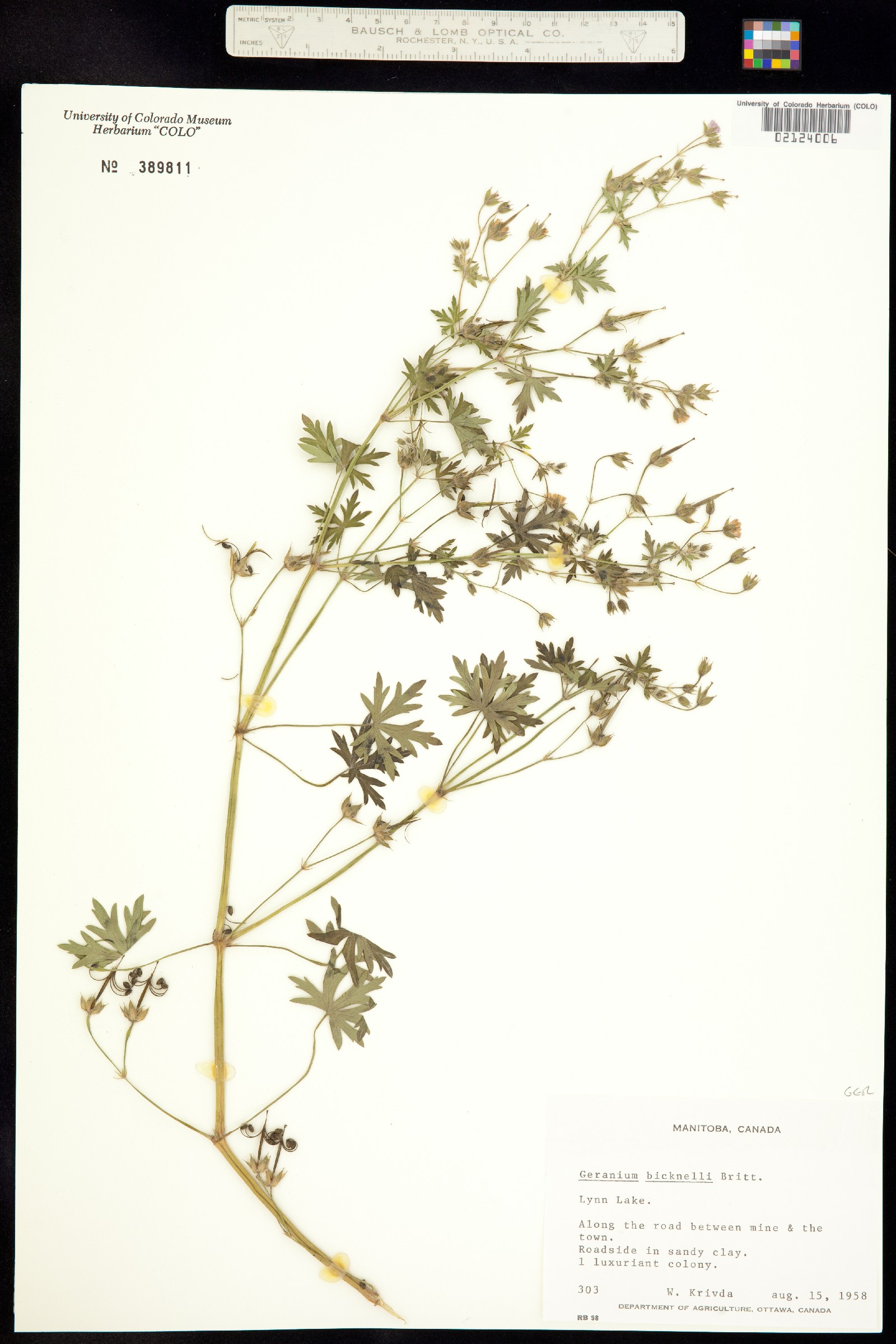 Geranium bicknellii image