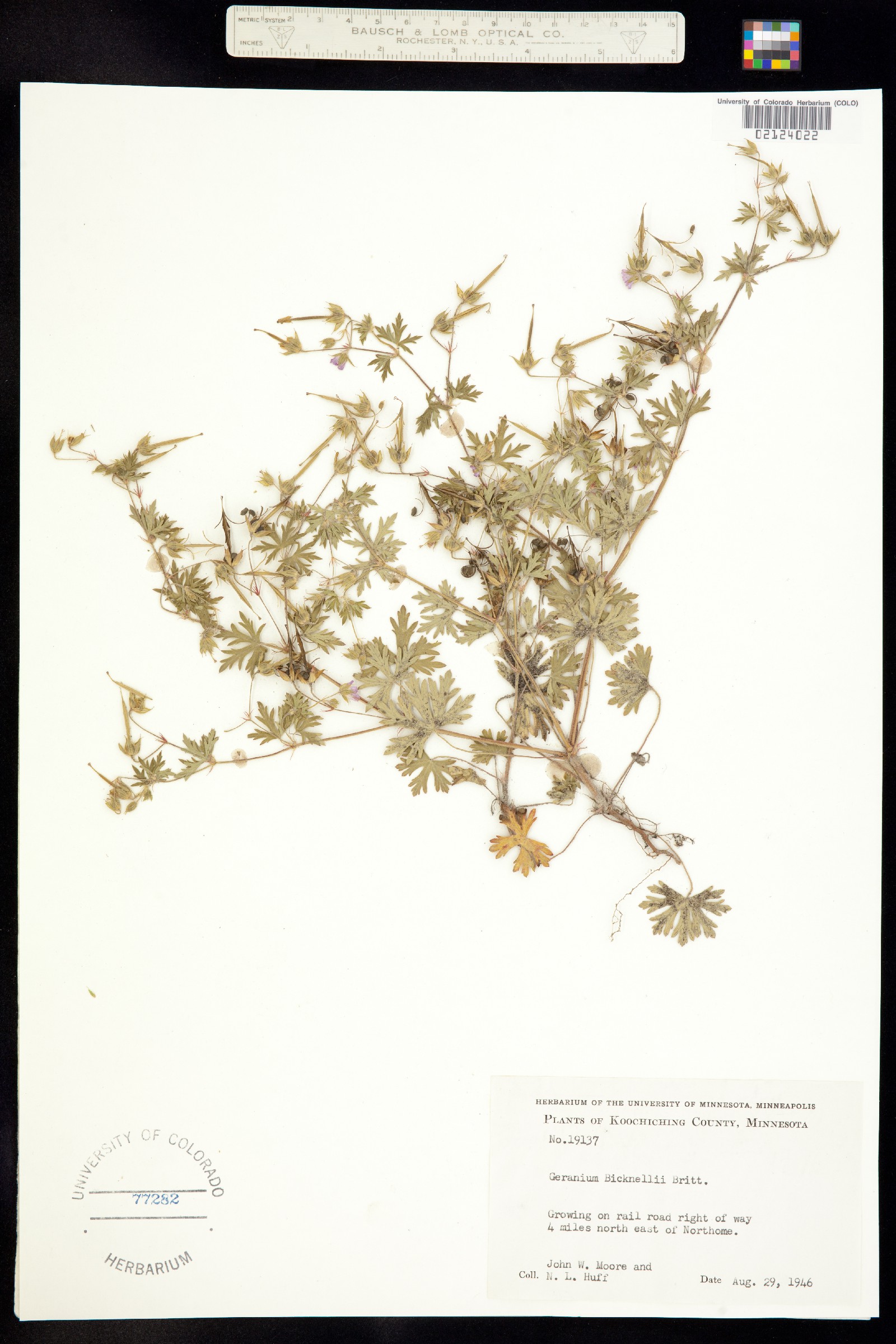 Geranium bicknellii image