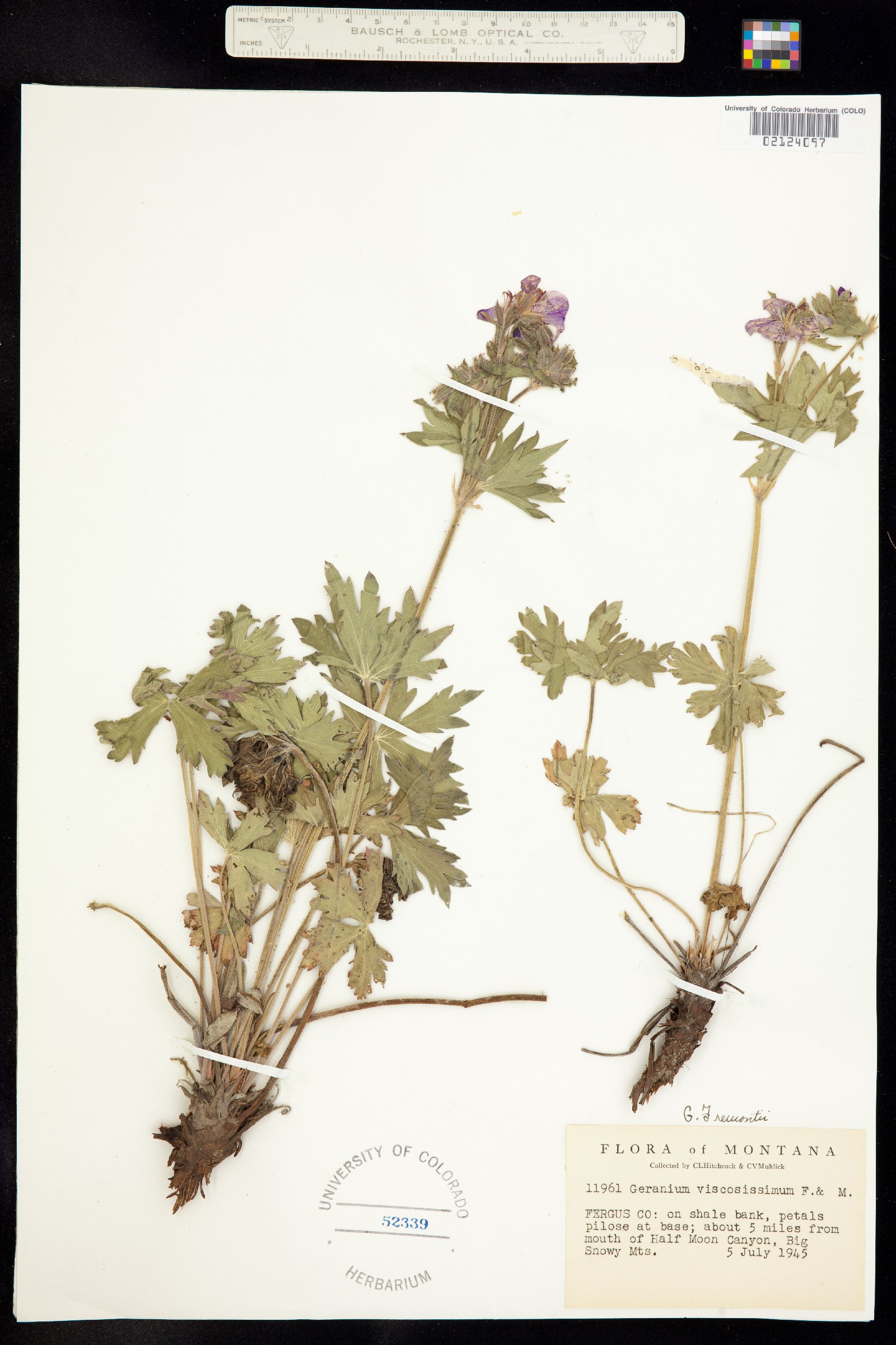 Geranium caespitosum image