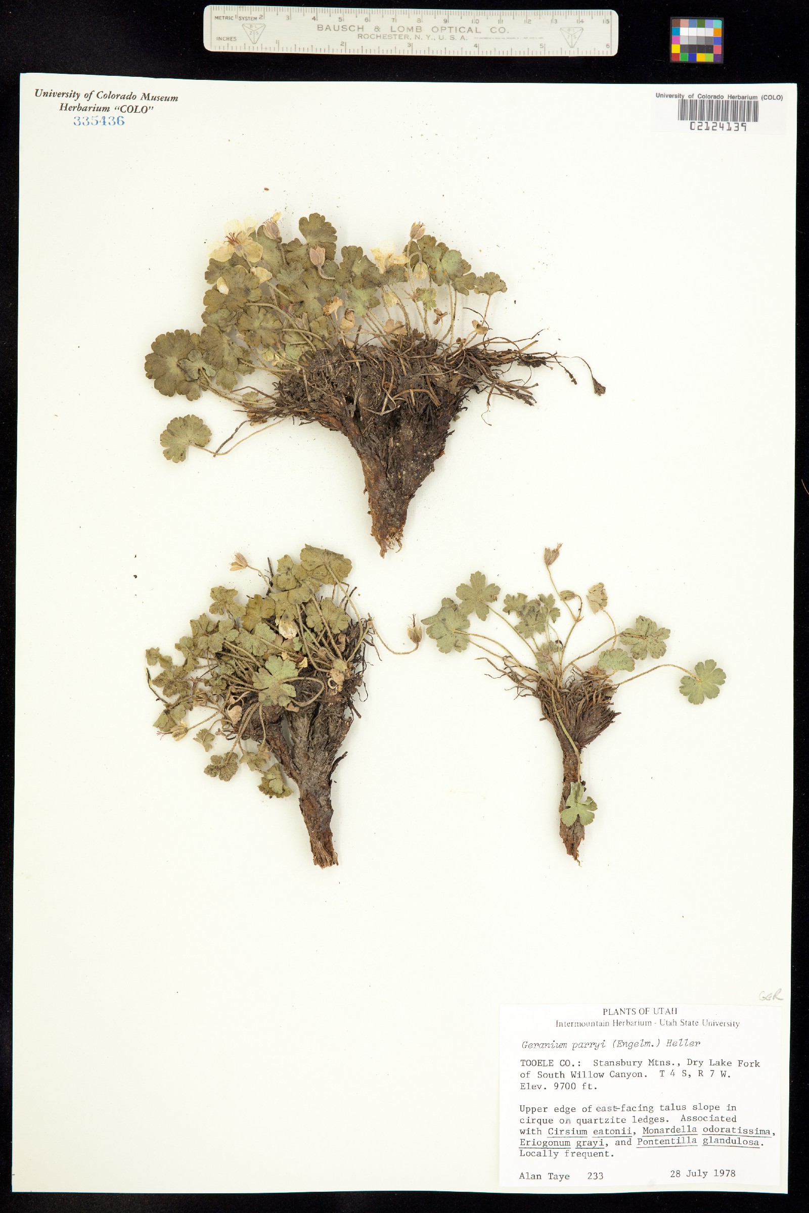 Geranium caespitosum image