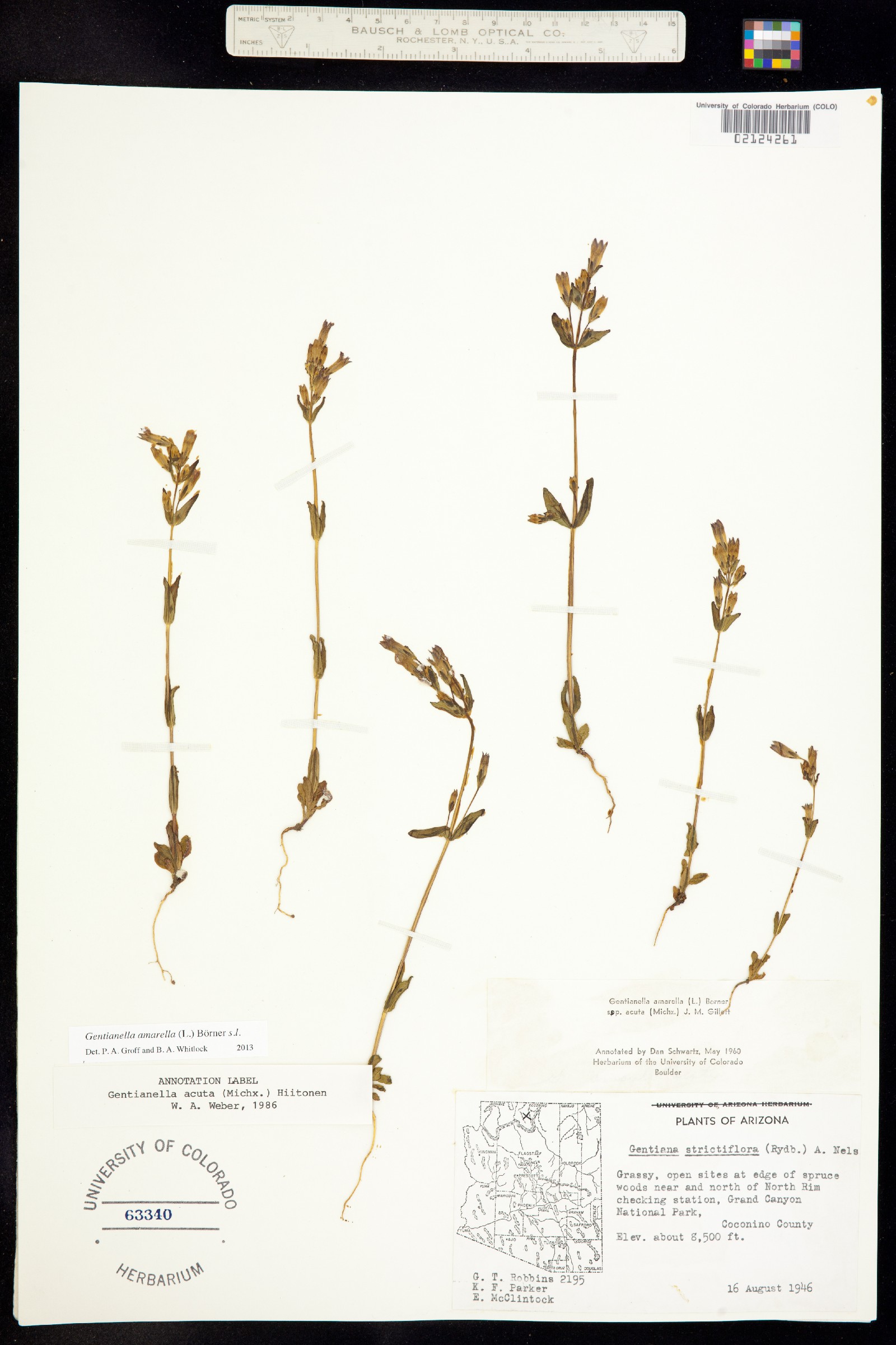 Gentianella amarella ssp. acuta image