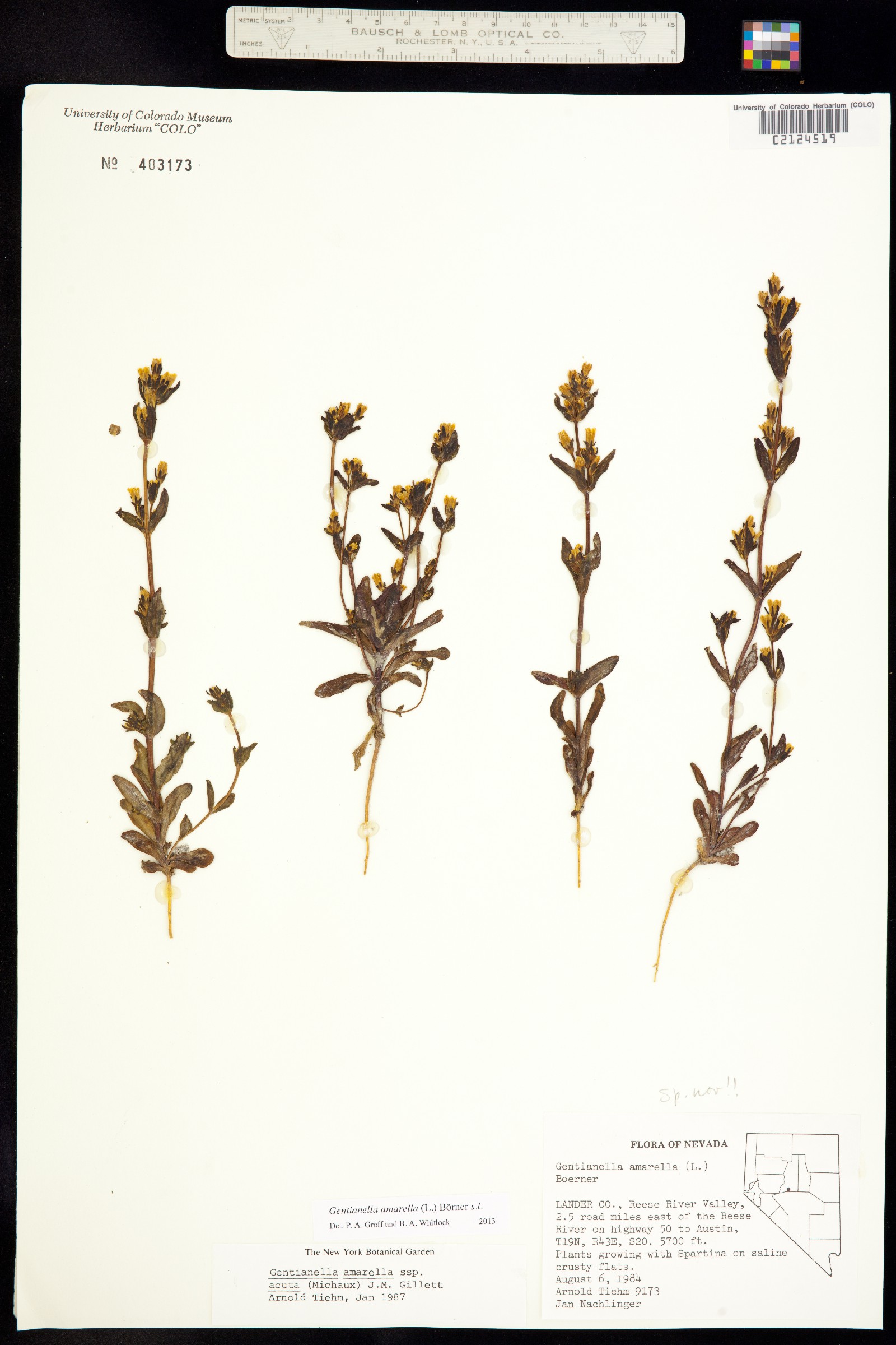 Gentianella image