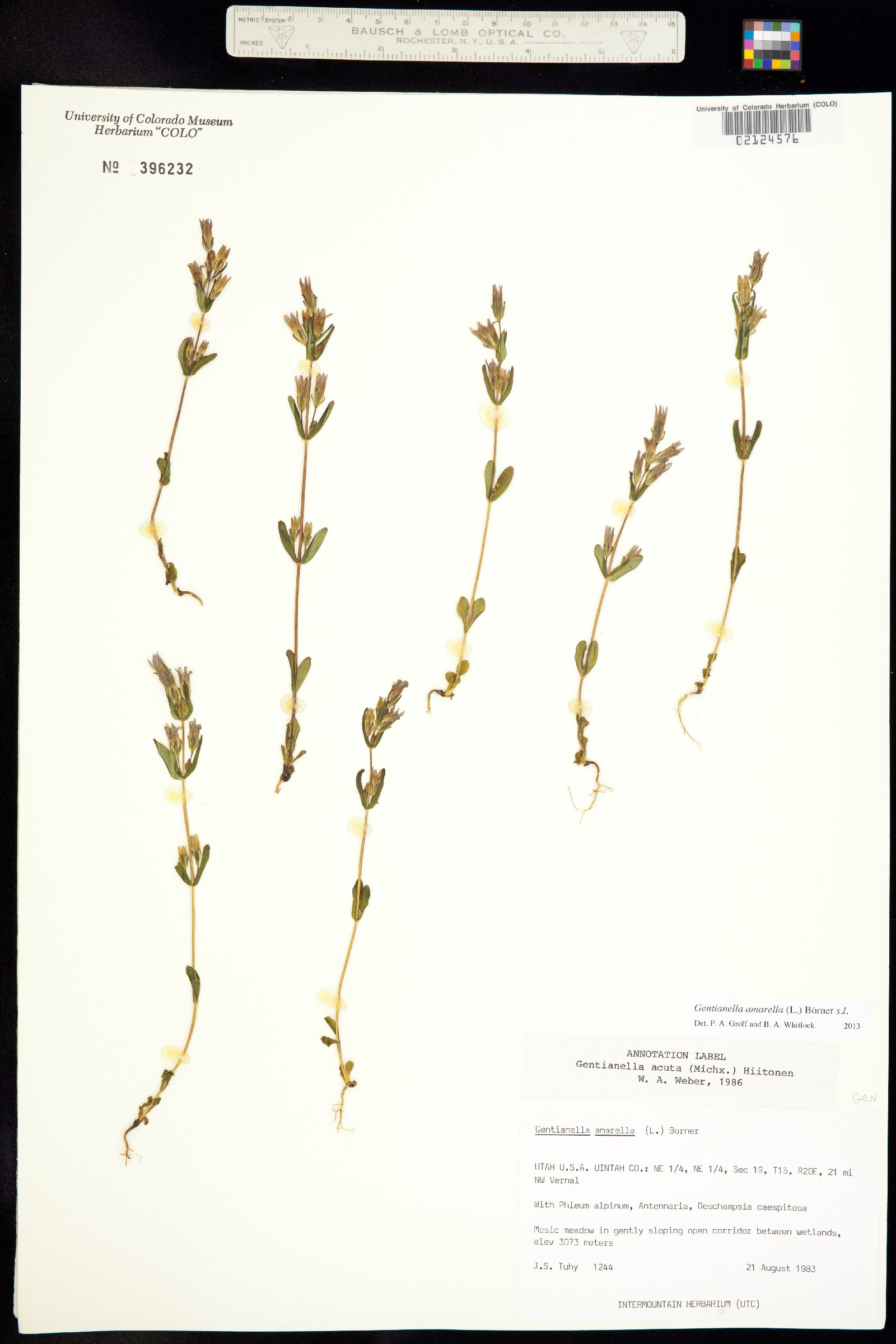 Gentianella amarella image