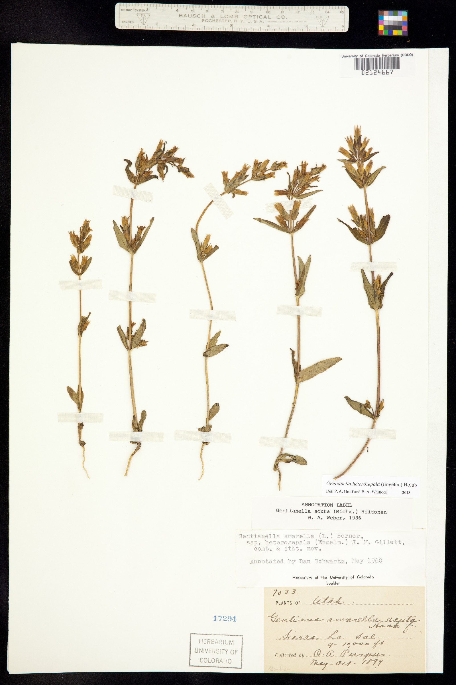 Gentianella amarella image