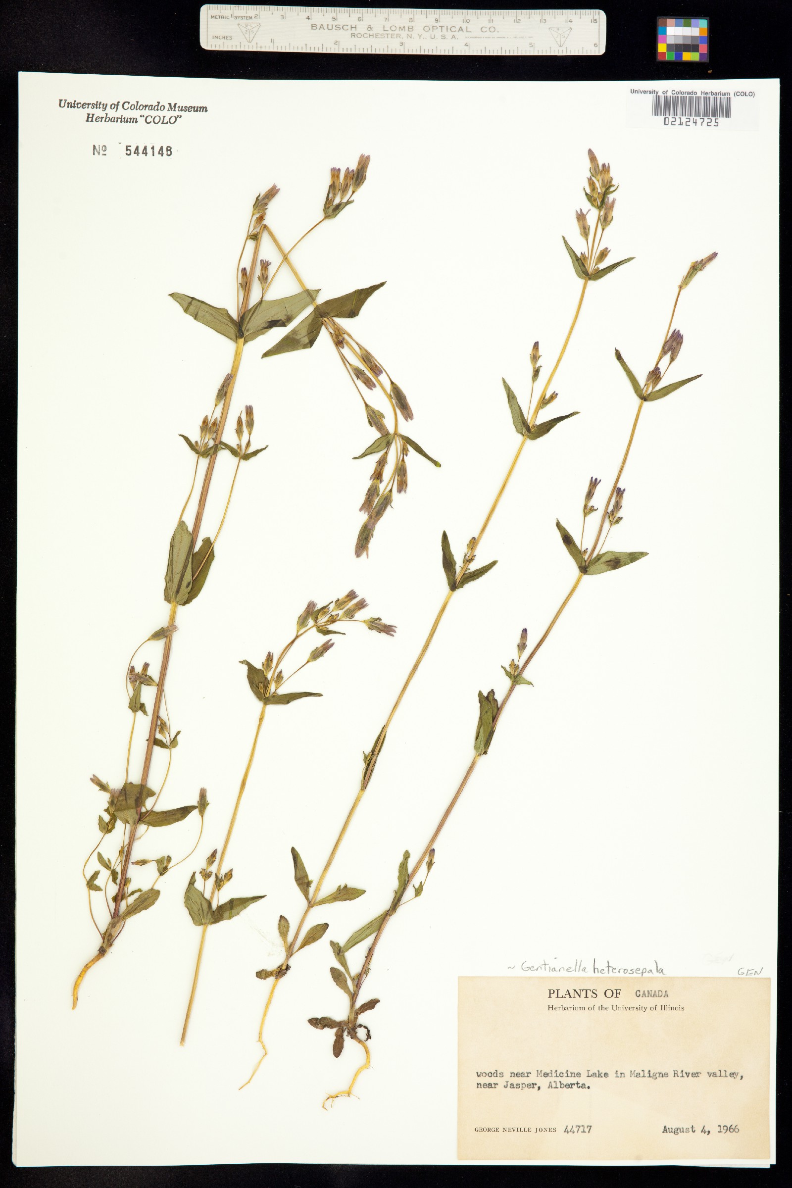 Gentianella amarella ssp. heterosepala image
