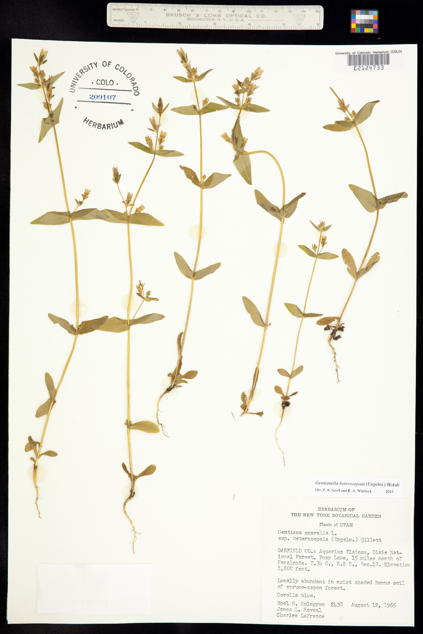 Gentianella amarella image
