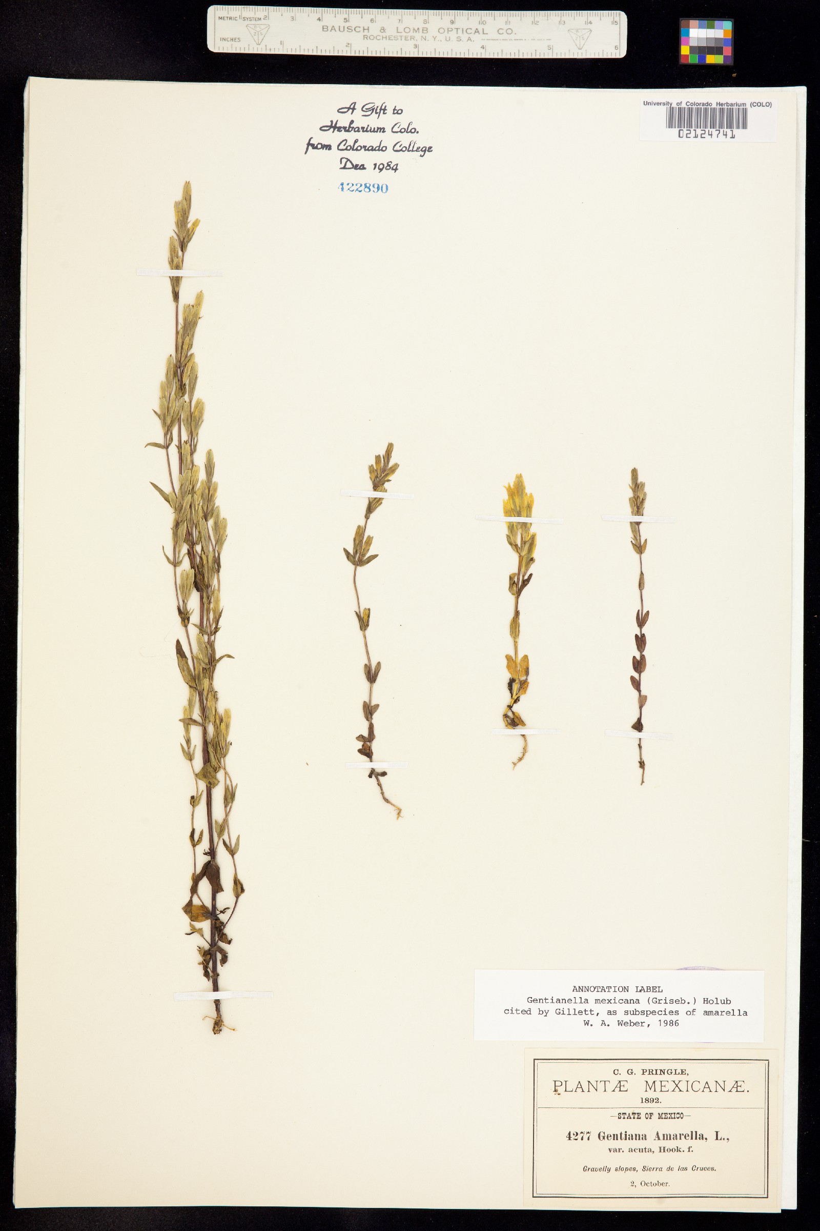 Gentianella amarella subsp. mexicana image