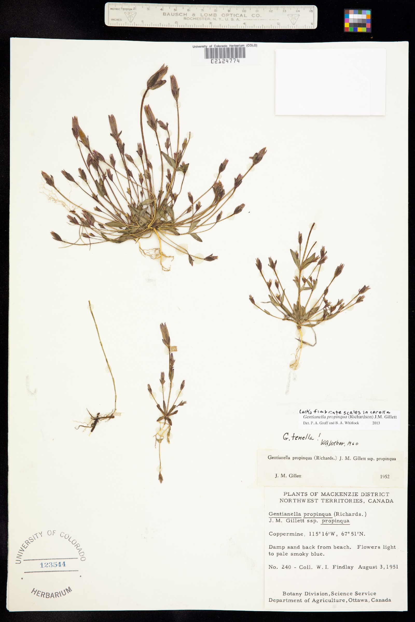 Gentianella propinqua image