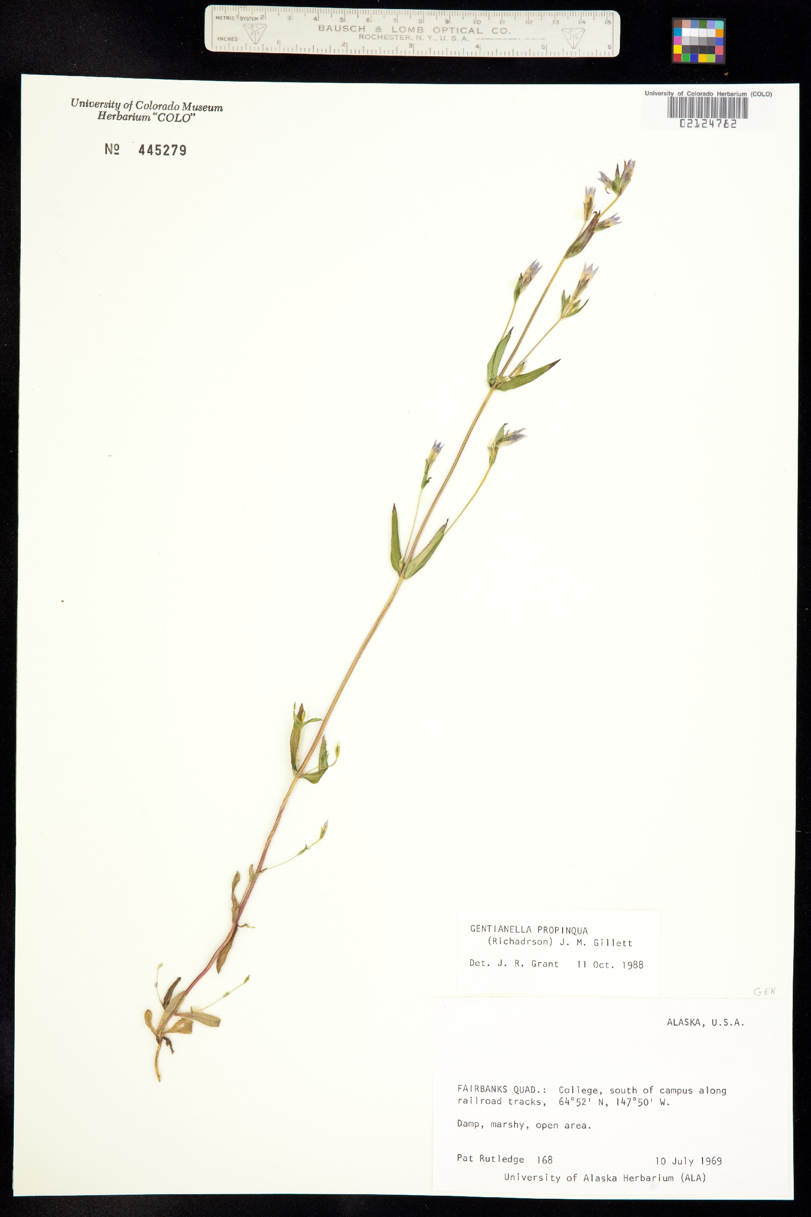 Gentianella propinqua image