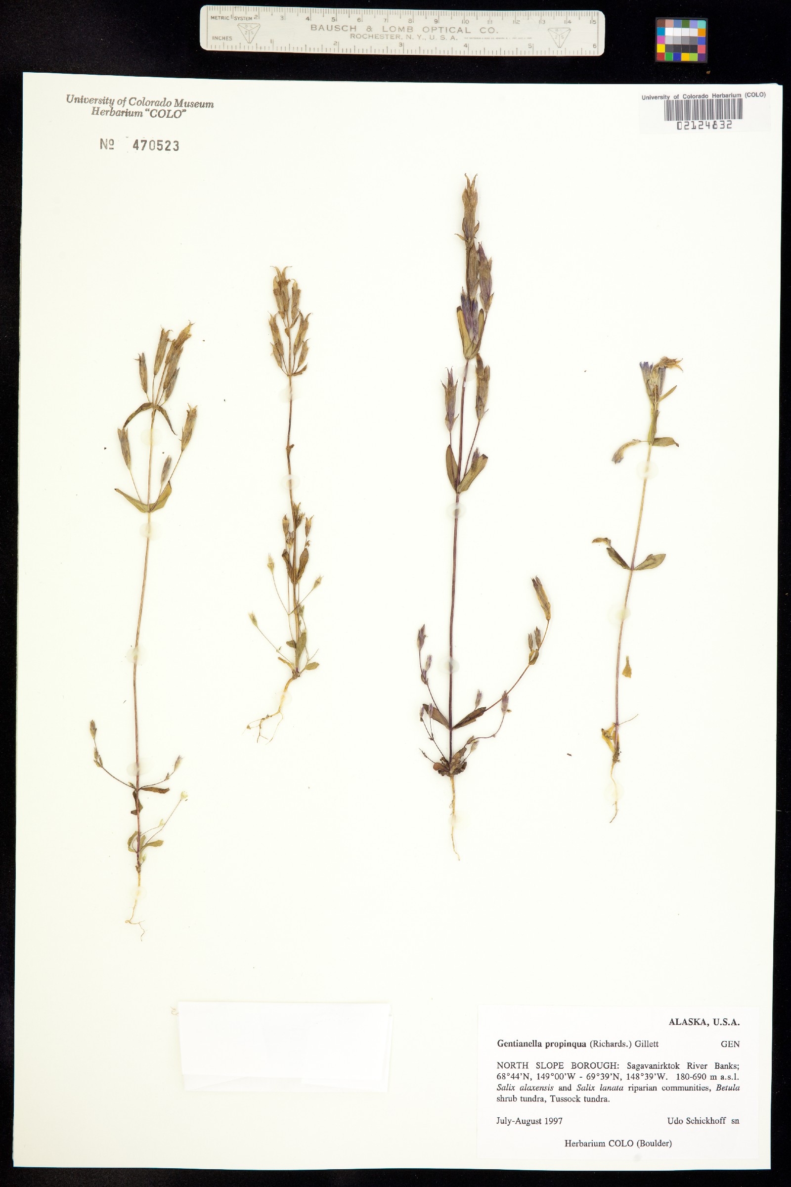 Gentianella propinqua image