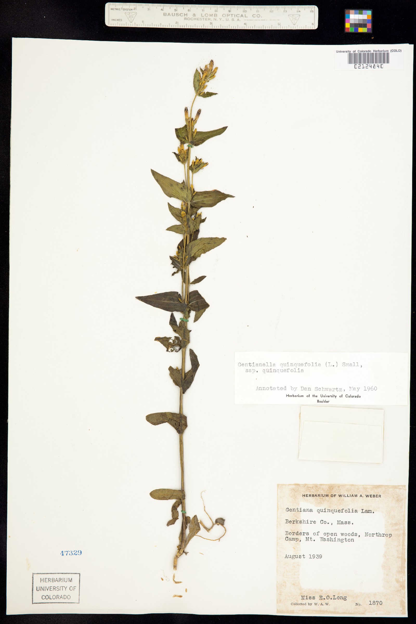 Gentianella quinquefolia image