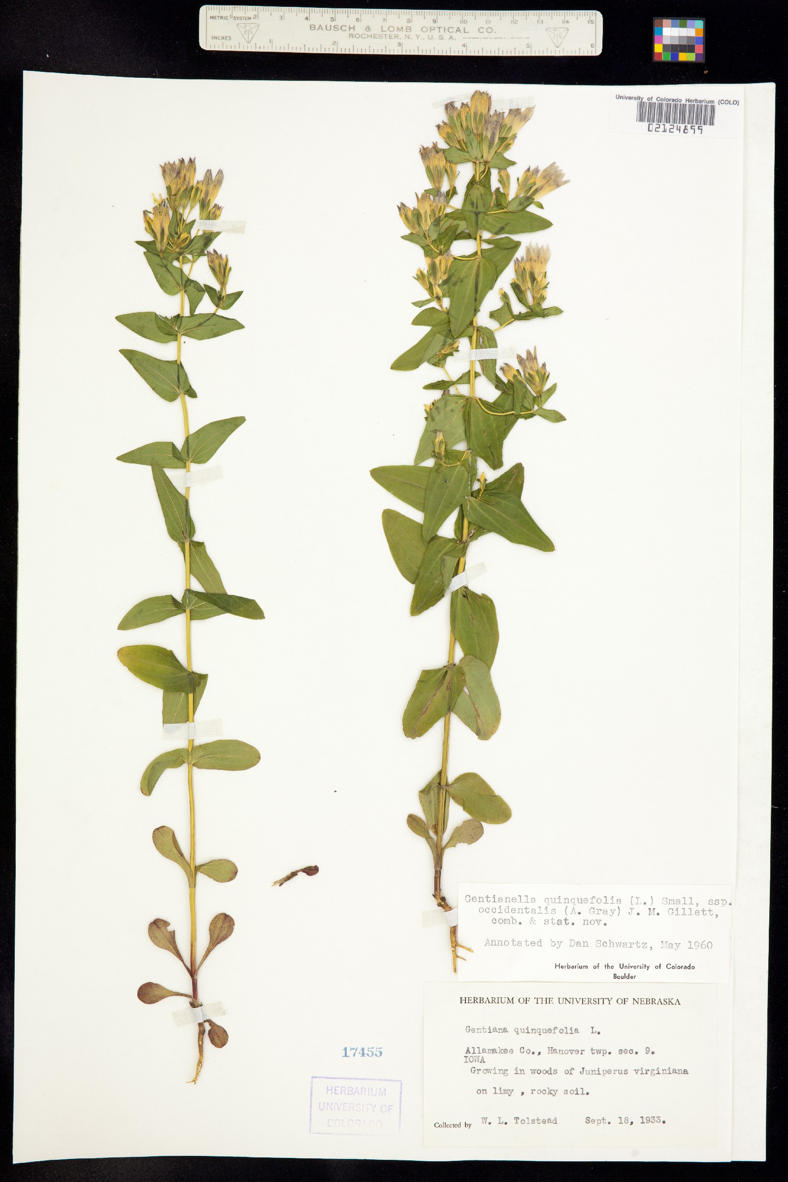 Gentianella quinquefolia image