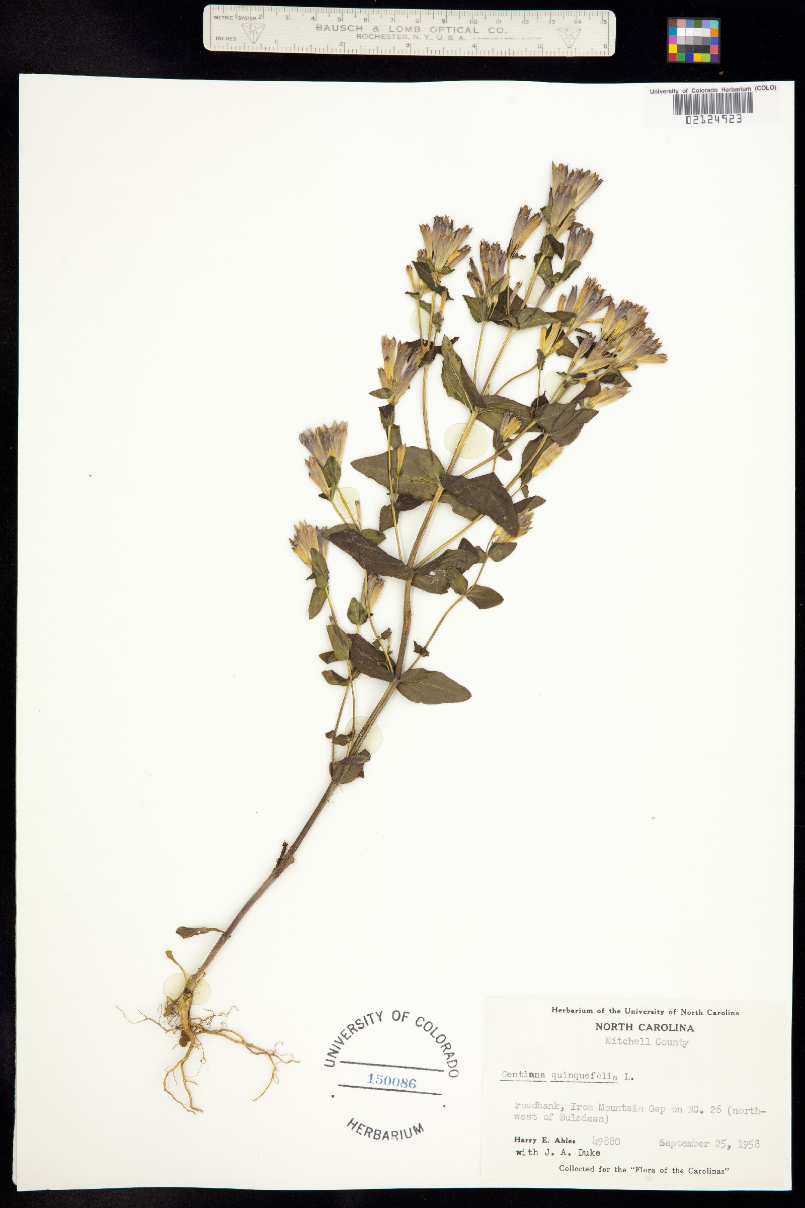 Gentianella quinquefolia image