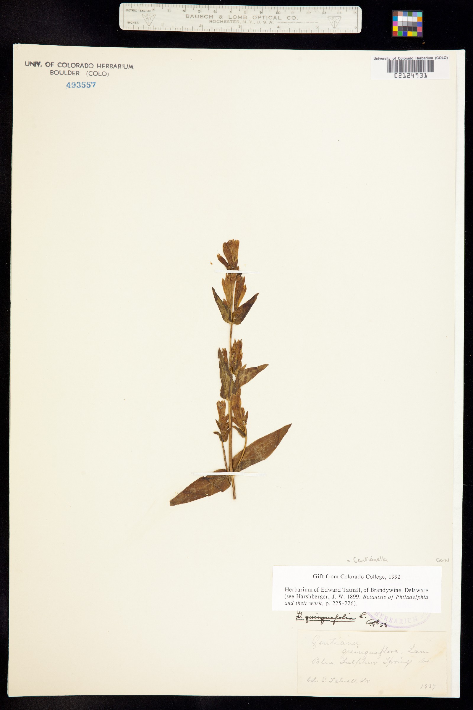 Gentianaceae image