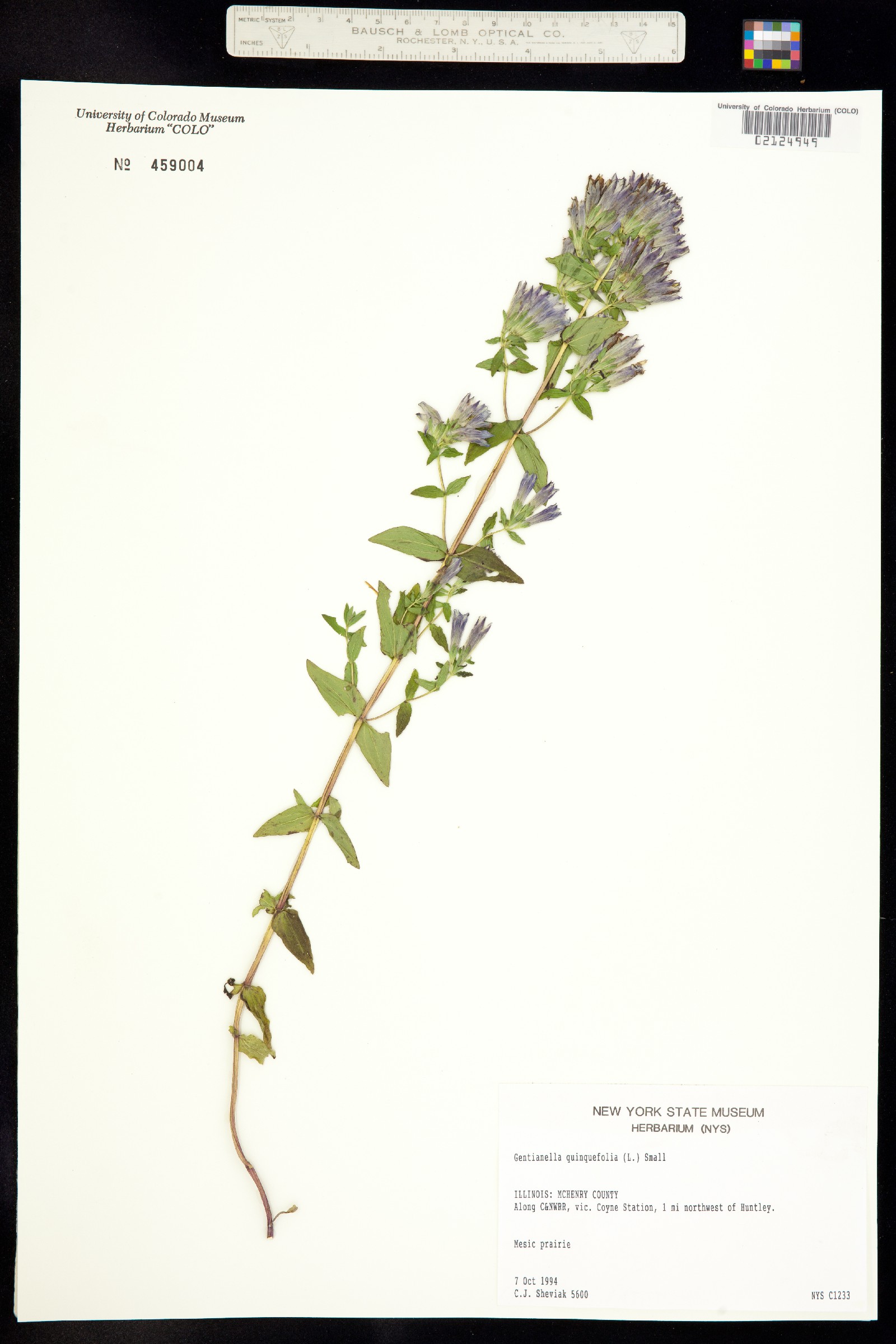 Gentianella quinquefolia image