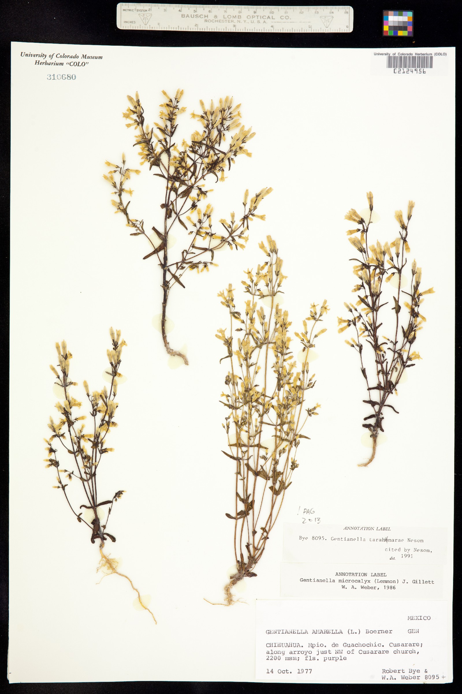 Gentianella tarahumarae image