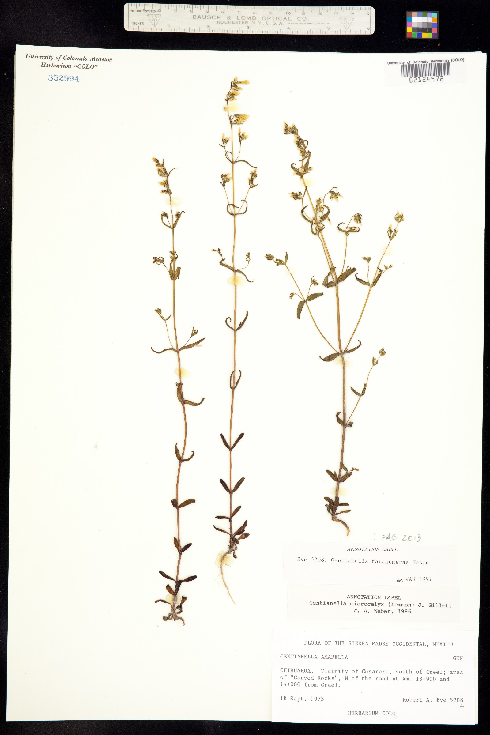 Gentianella tarahumarae image