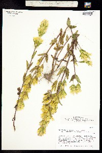 Gentianella wrightii image