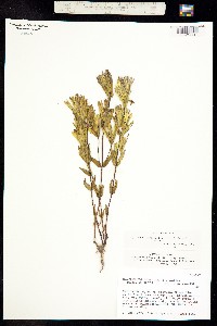 Gentianella wrightii image