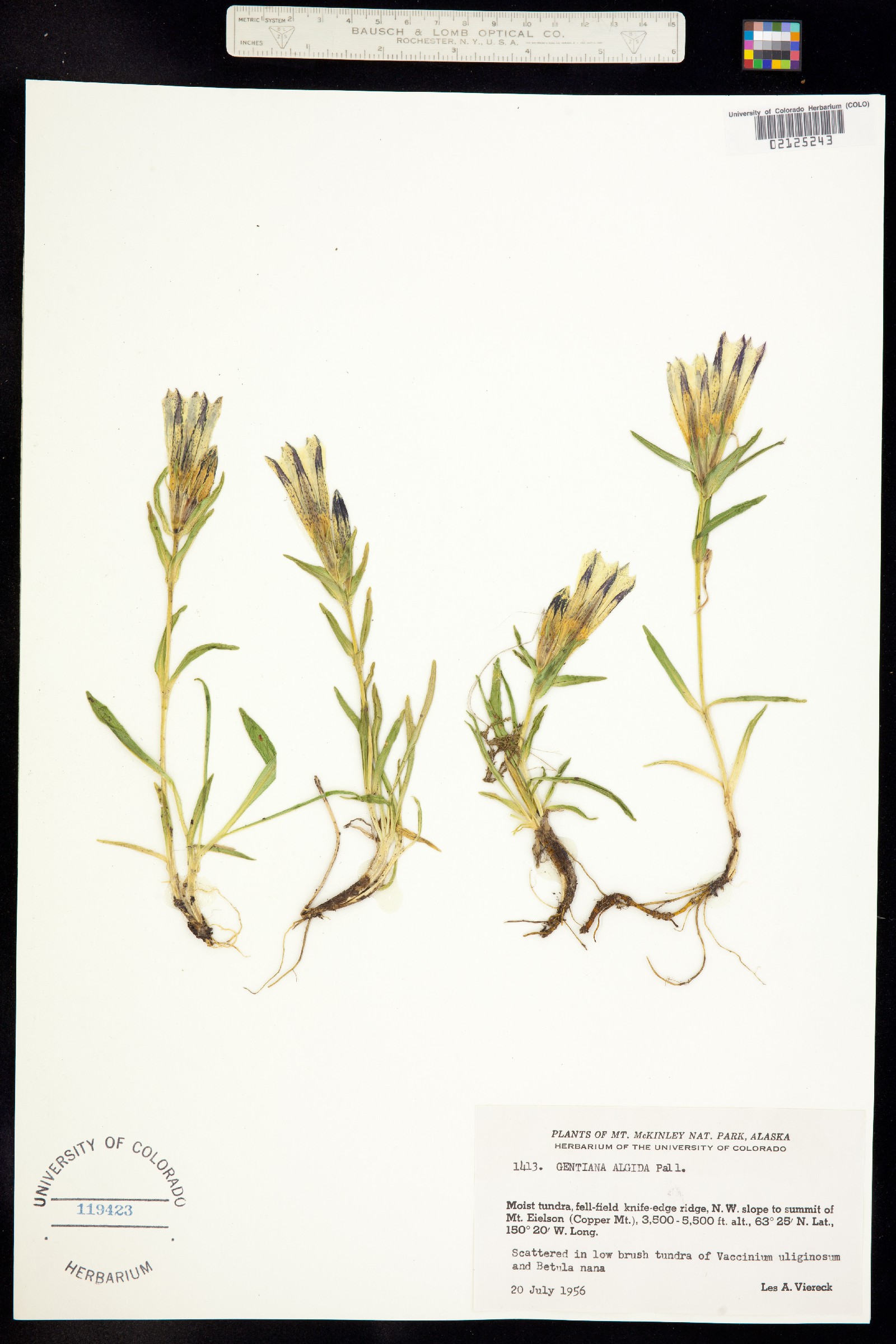 Gentiana algida image