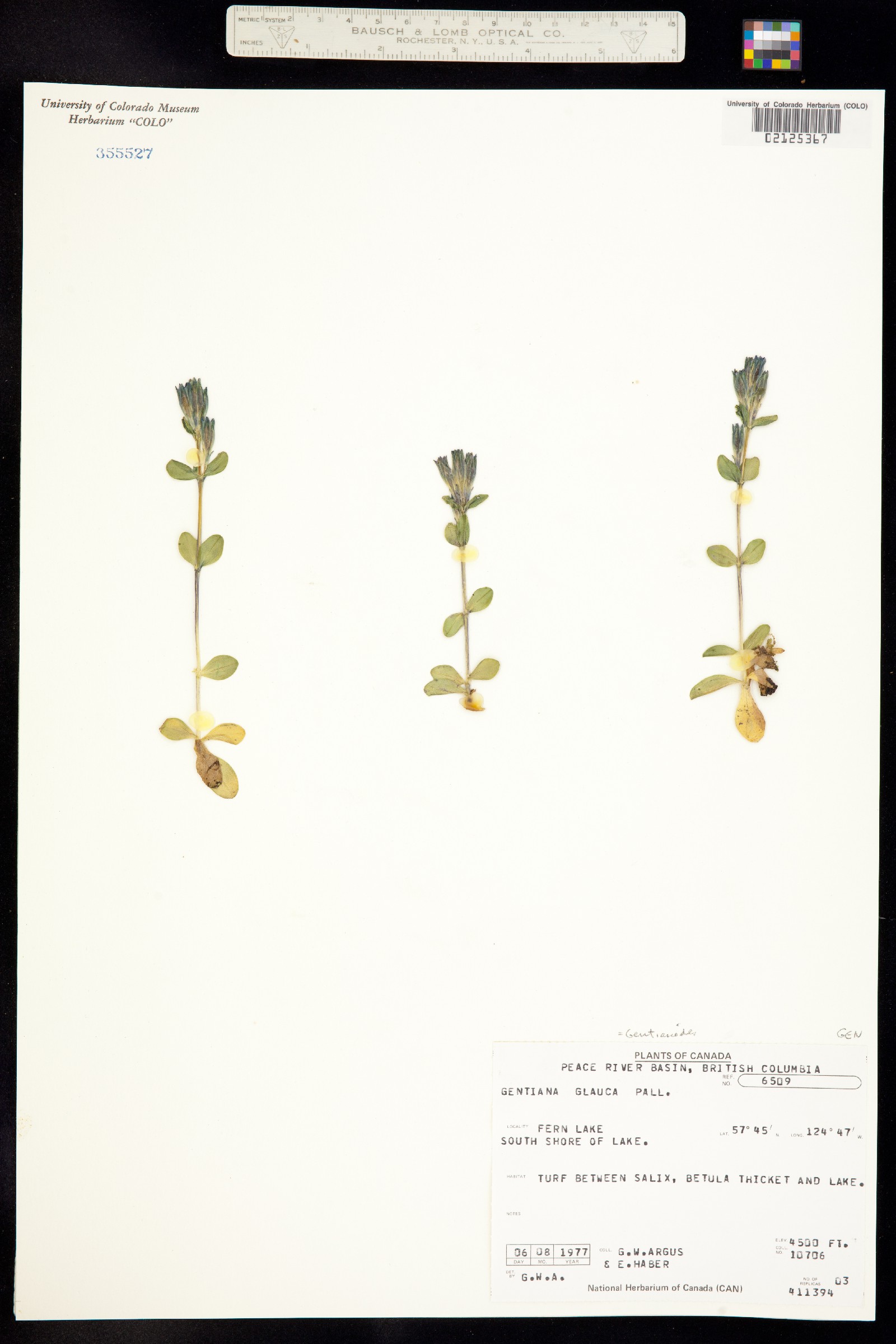 Gentiana glauca image