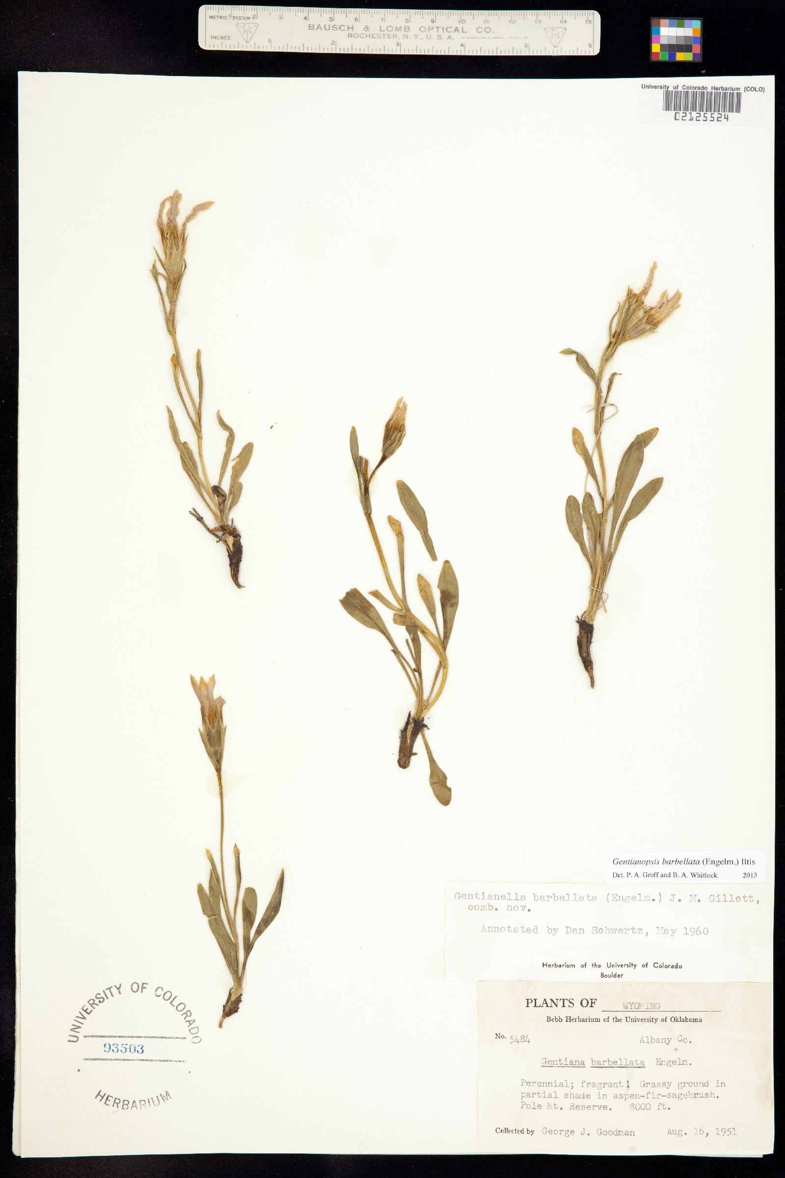 Gentianopsis barbellata image
