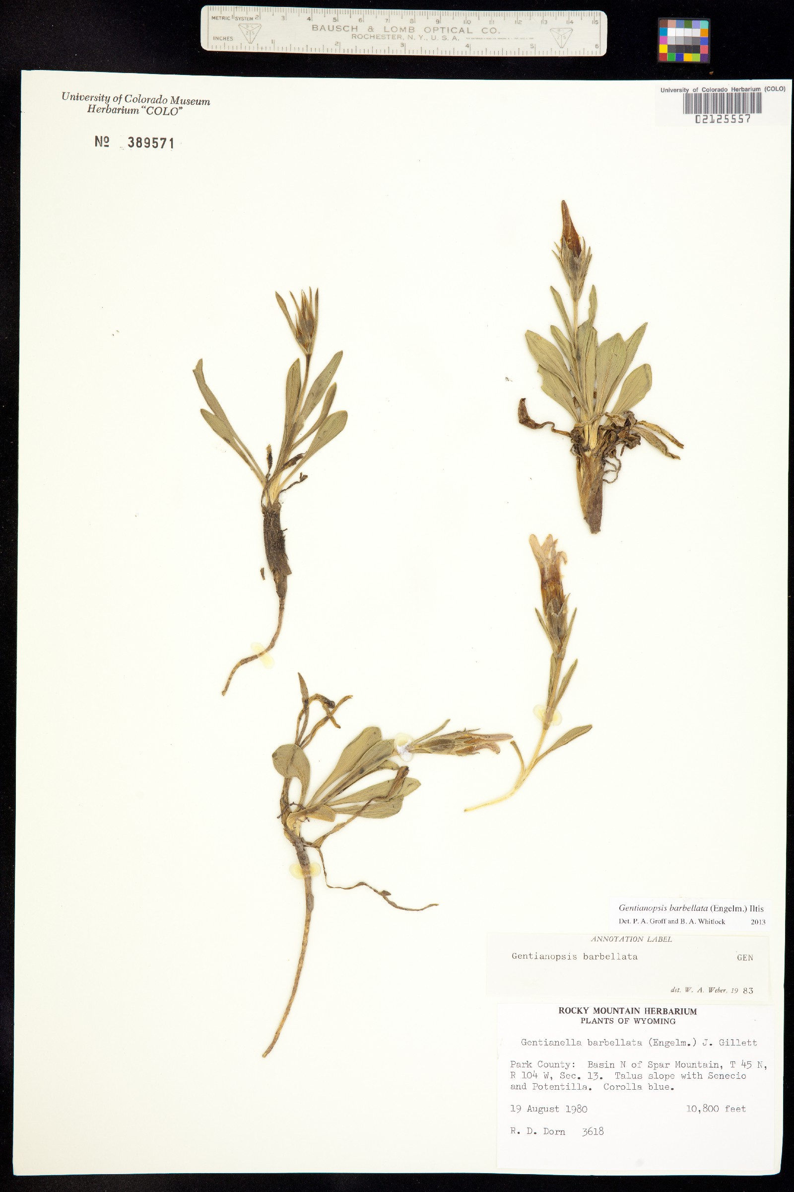 Gentianopsis barbellata image